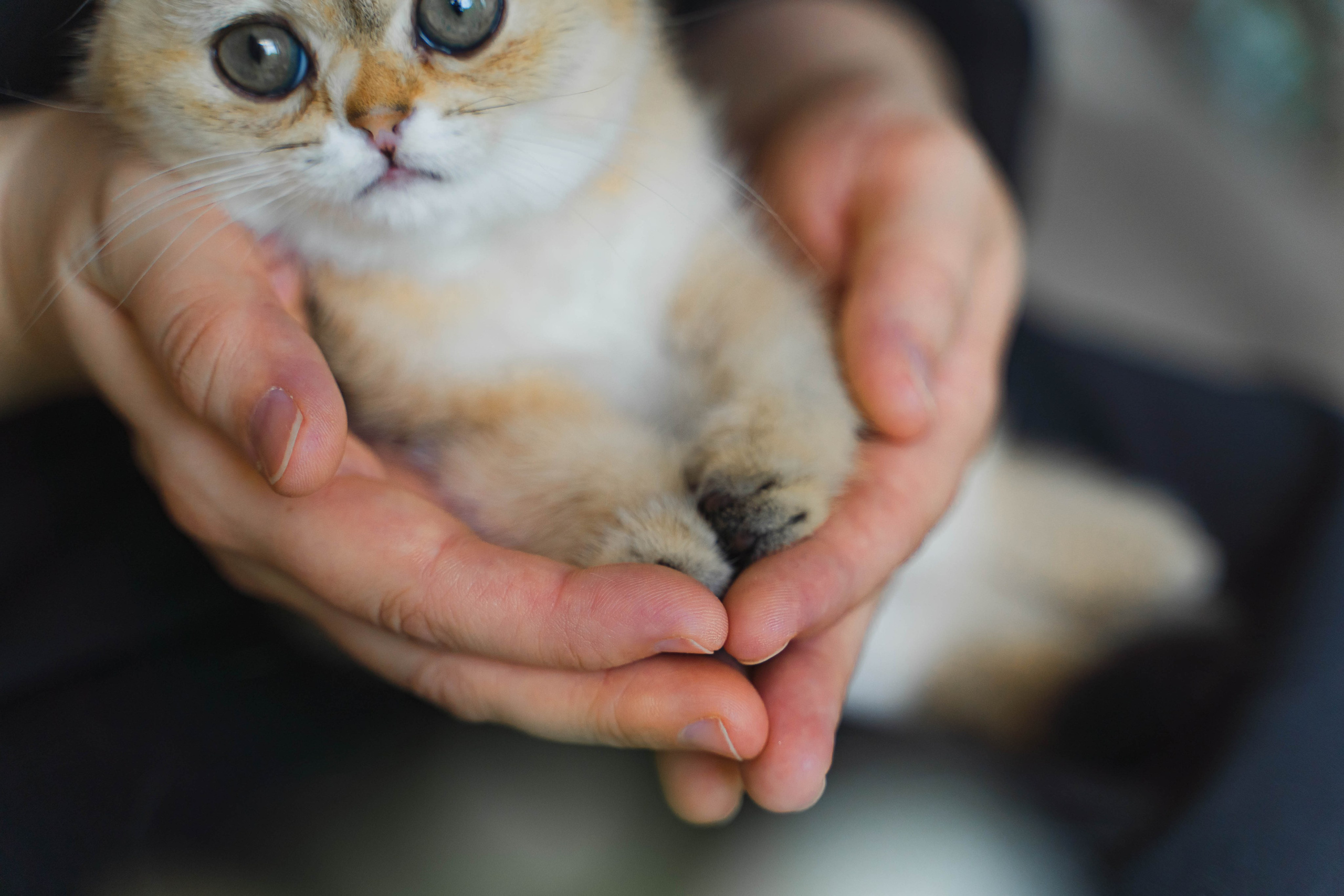 Питомник Шотландских кошек. Фотограф в Москве Ленарская Дарья