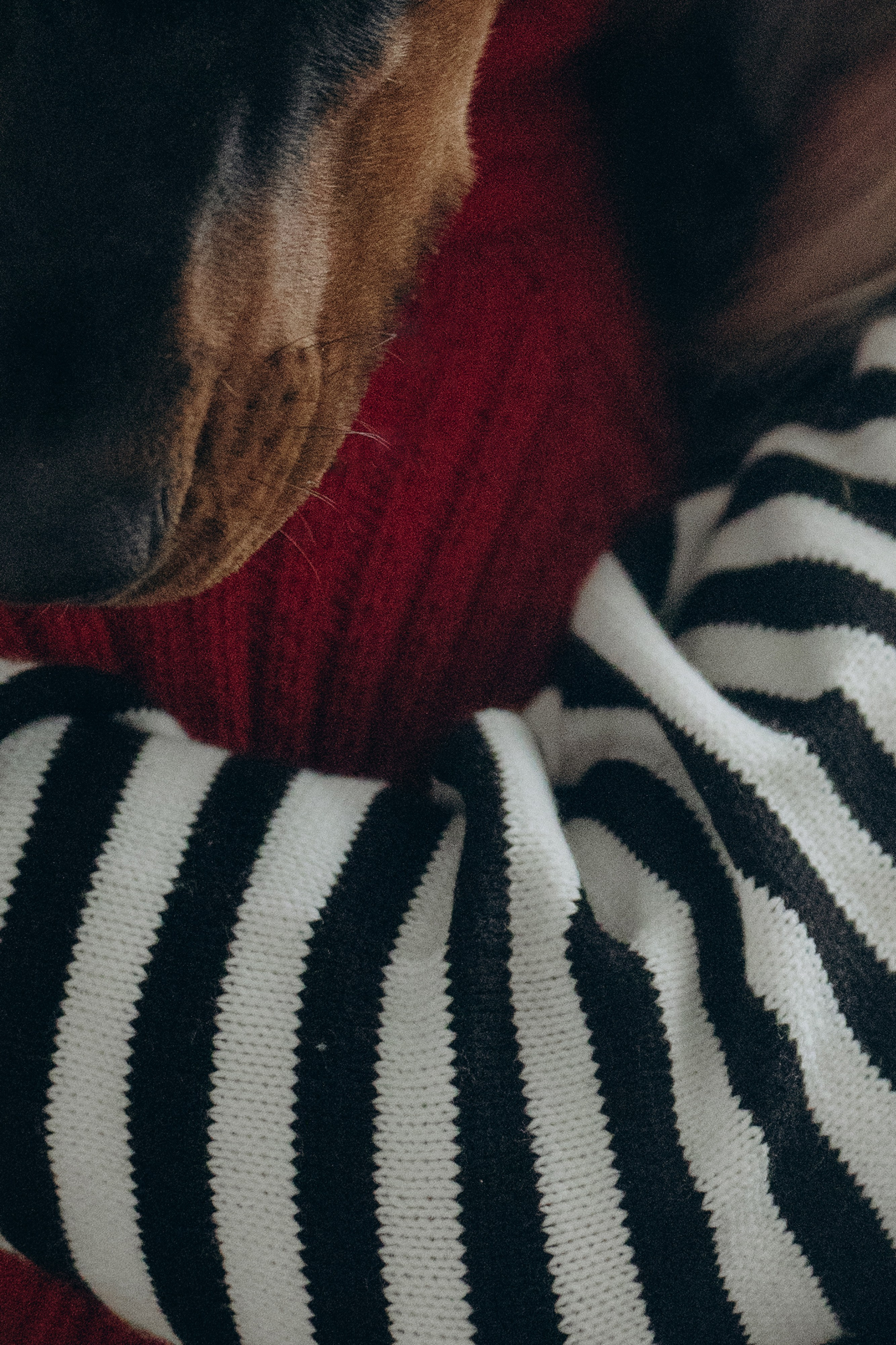 Саша и Асти. Фотограф анималист в Москве и Санкт-Петербурге Свиридова Анна