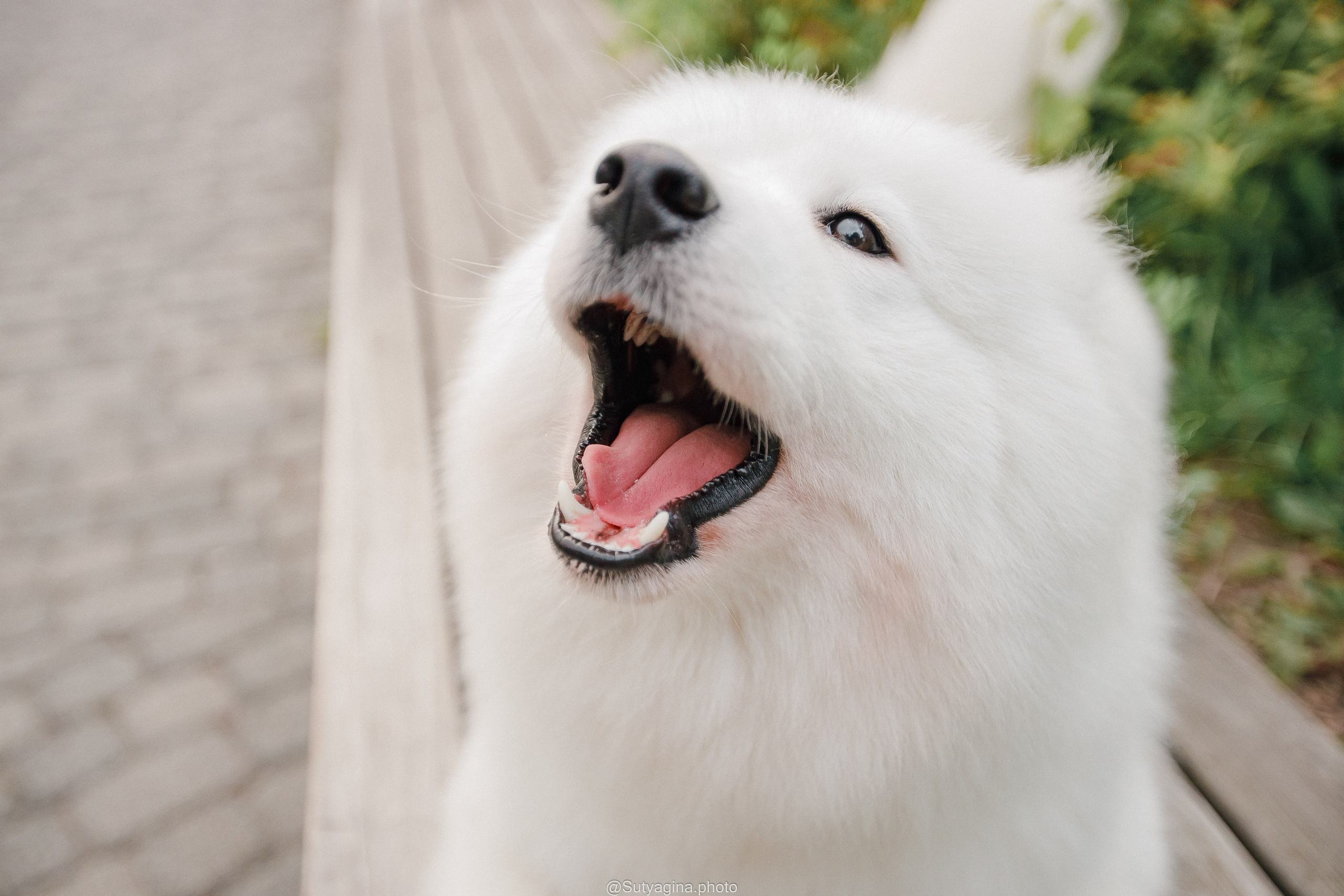 Самоед Рея. Свадебный и женский фотограф