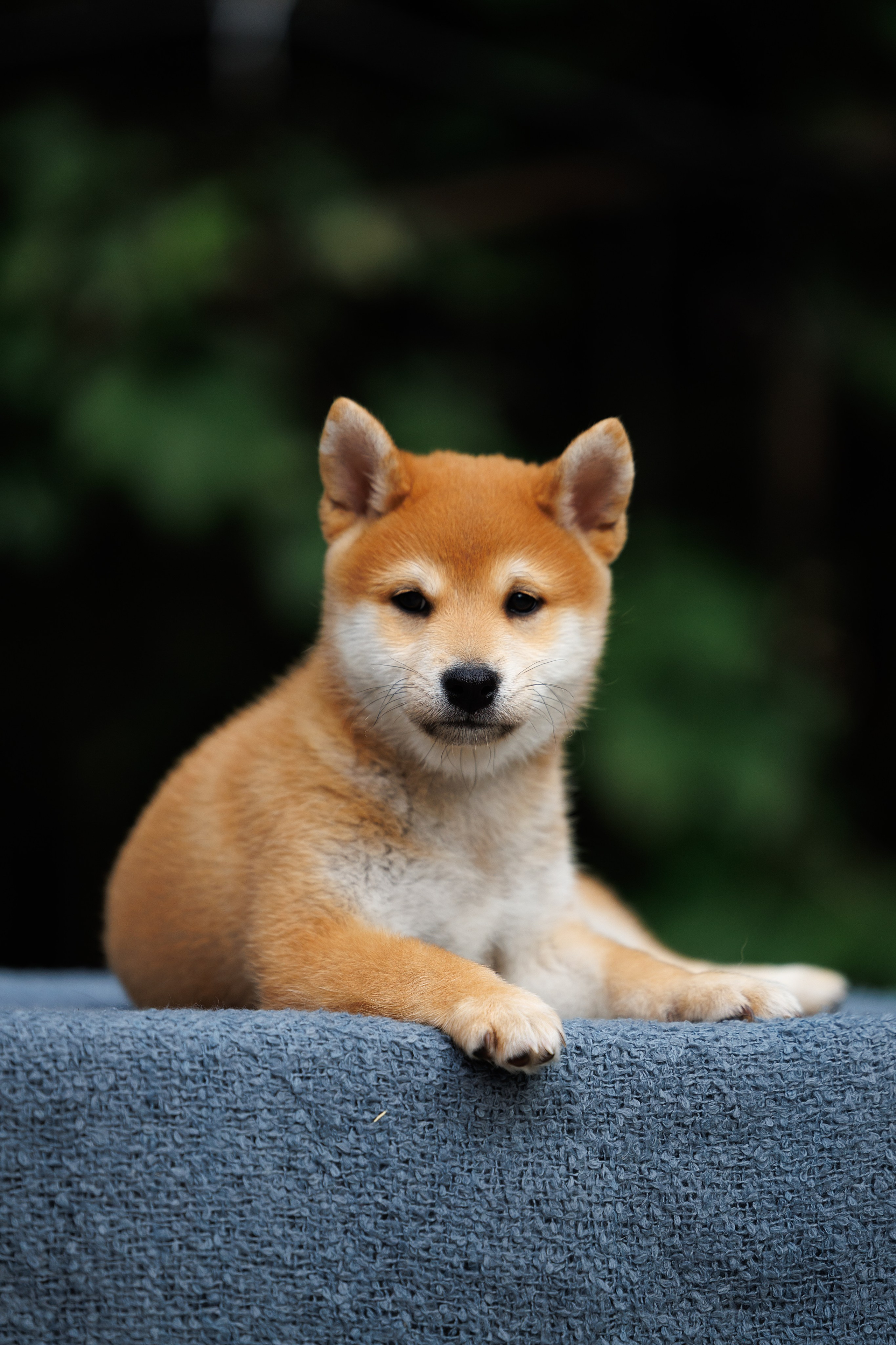 Портфолио: Фотосъёмка щенков в Москве и области — трогательные моменты. Фотограф-анималист и бренд-фотограф в Москве | Фотография собак, людей, бизнес-портрет