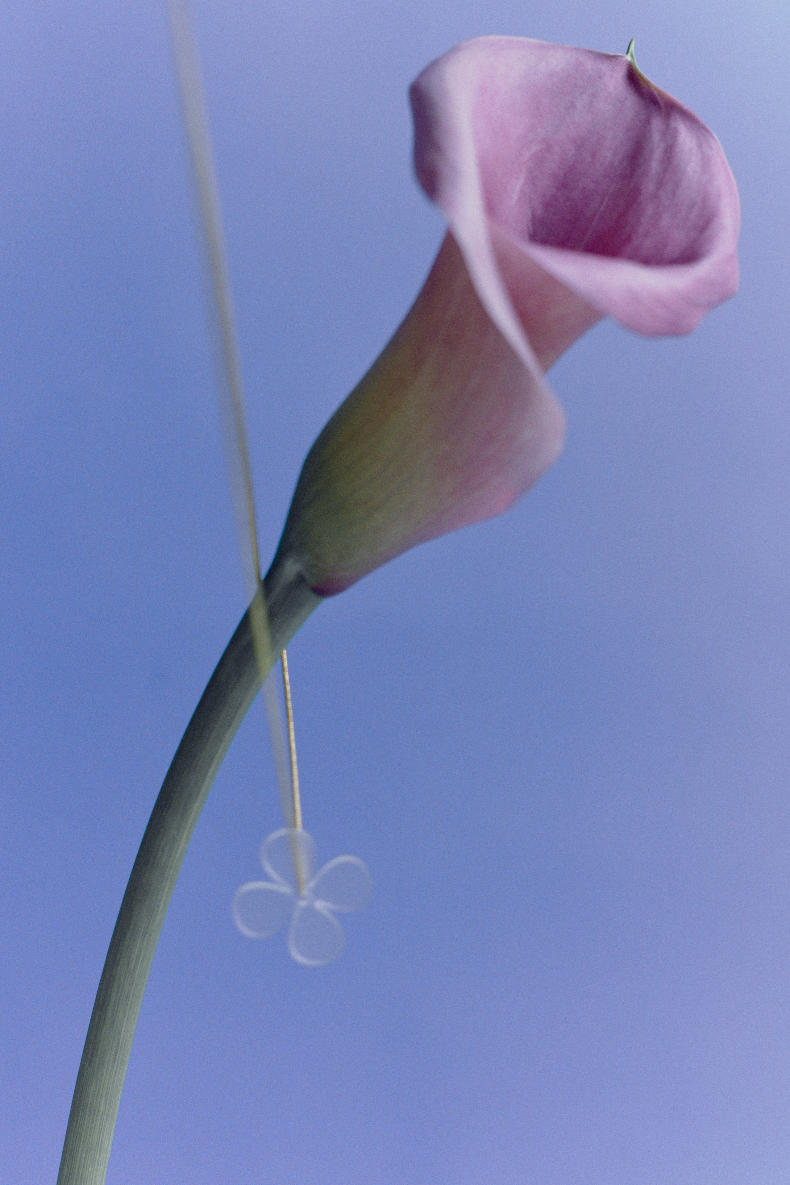 FOR ALVAAR JEWELRY. Alinsmv