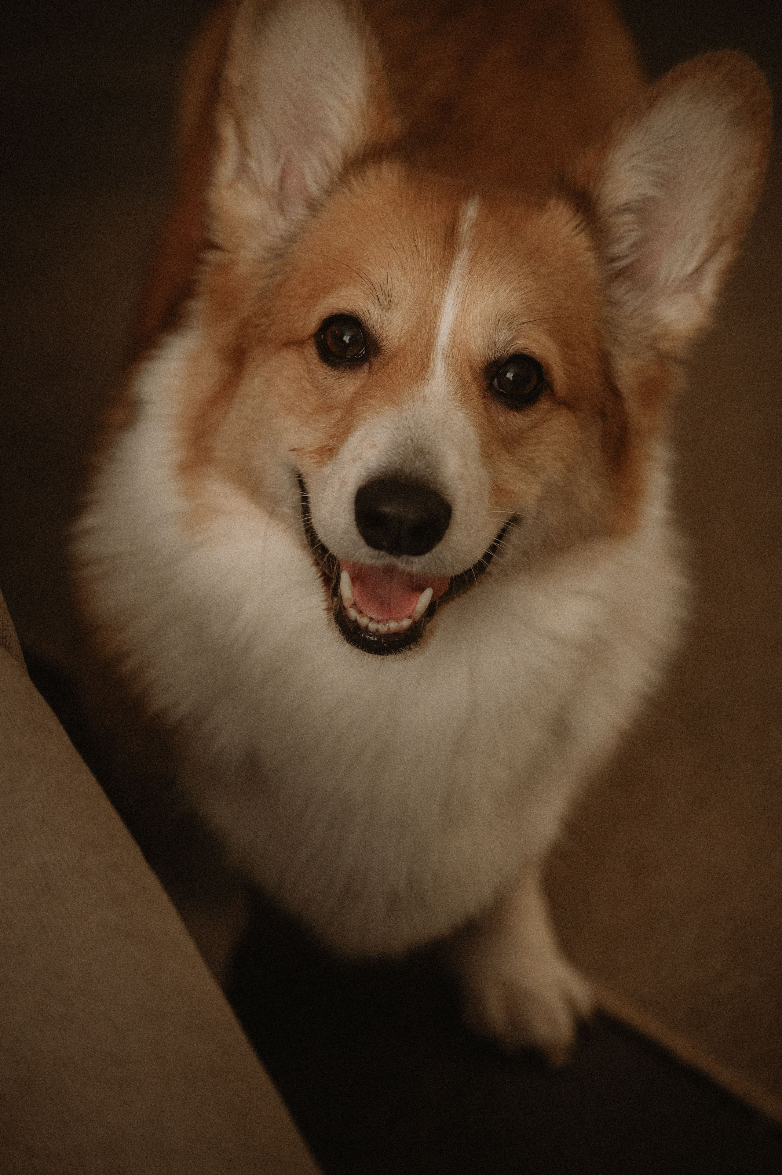 Лизавета, Никита и Мирослава. Фотограф беременности и семьи, домашние съемки, Ньюборн