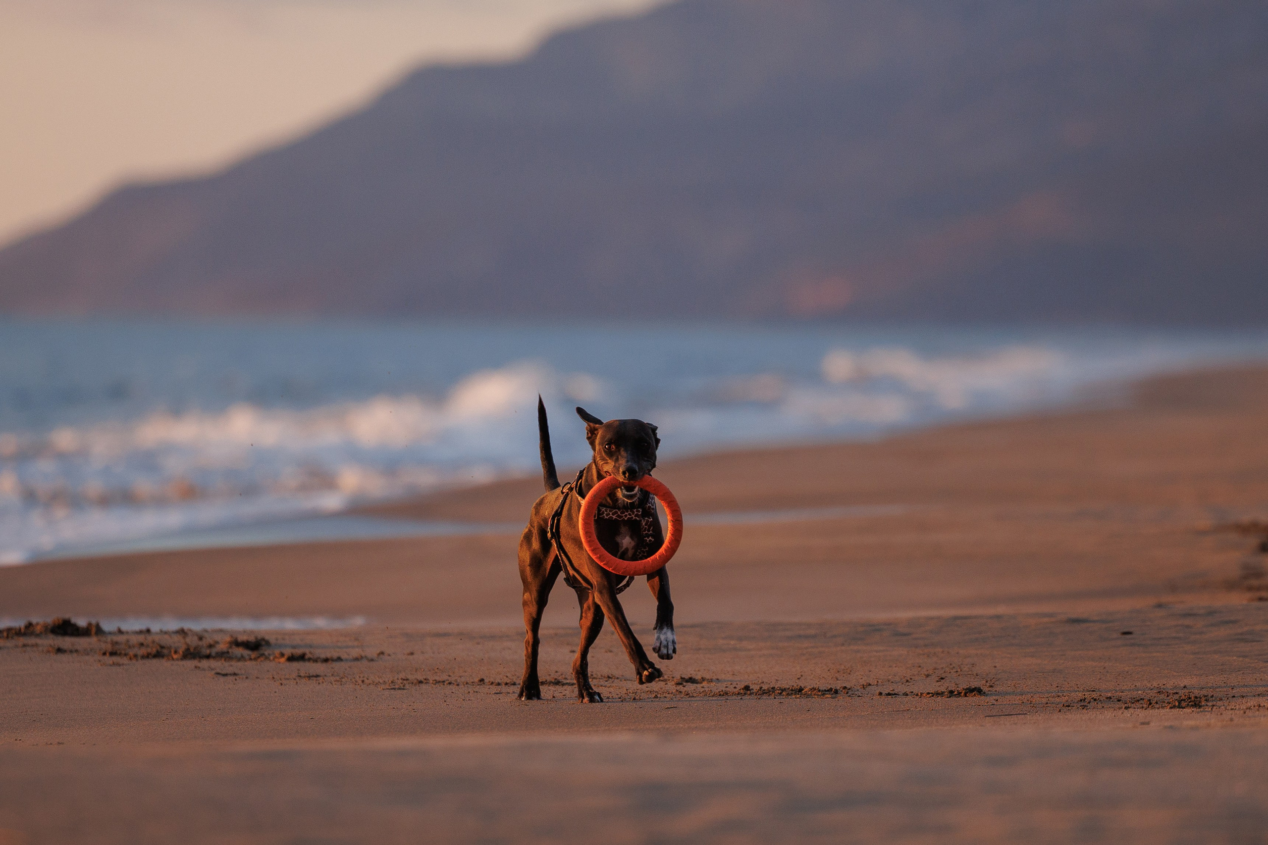 Финик. Фотограф анималист в Казани Алина Сулейманова. Фотограф животных