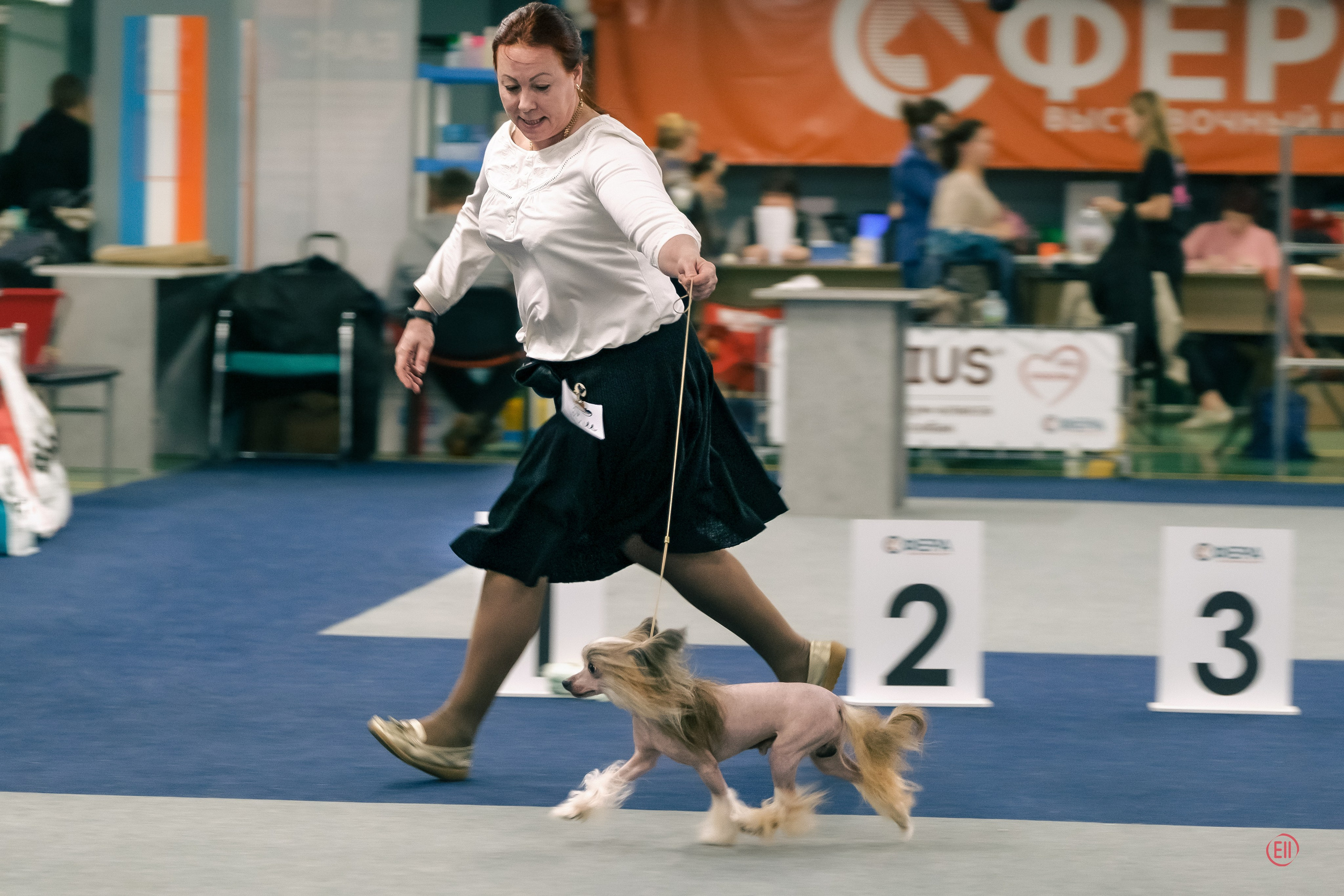 We have completed the 2023 exhibition season. Chinese Crested Dog Kennel Poale Ell