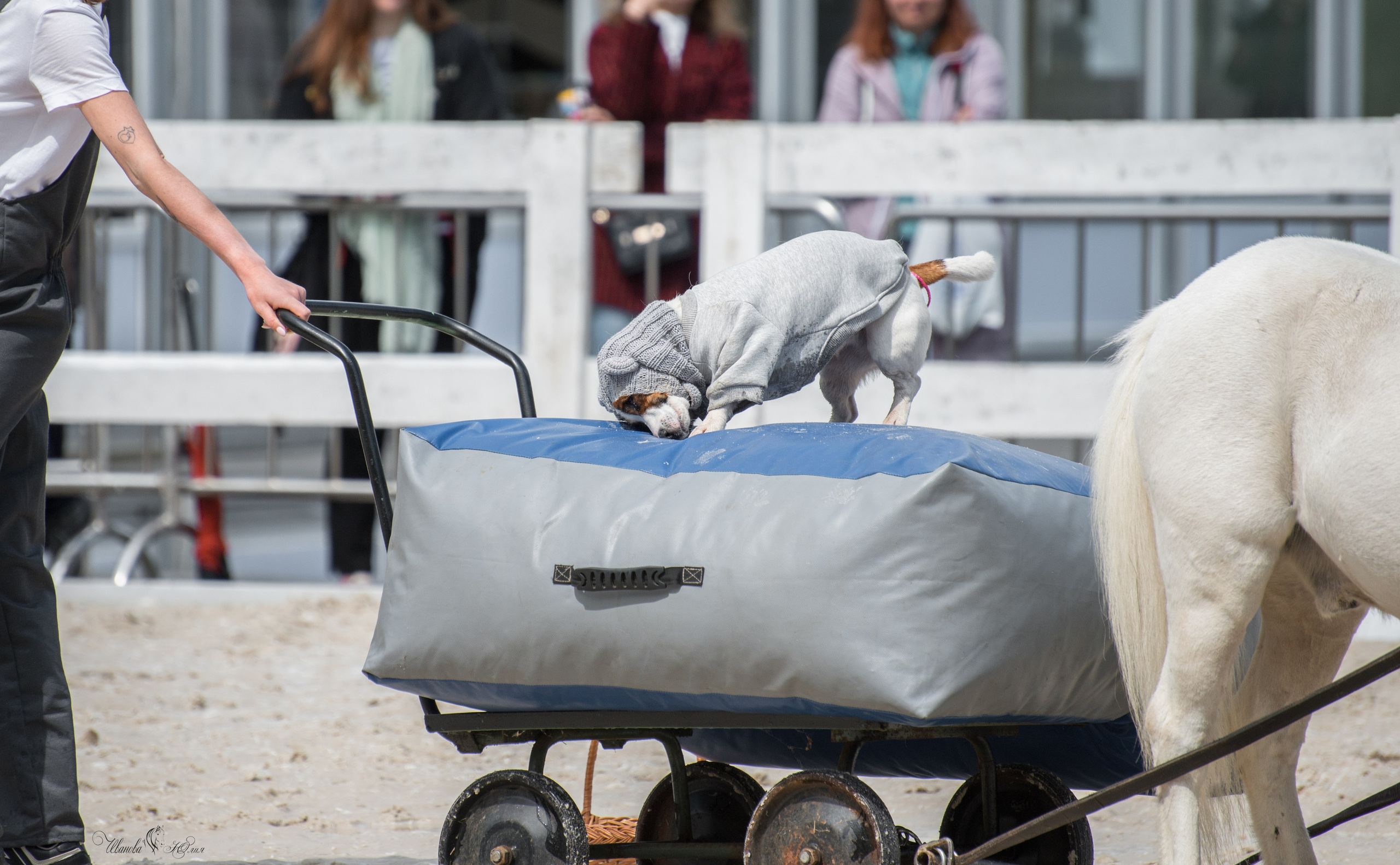 Эквирос, Москва. Конный фотограф в Саратове Юлия Иванова