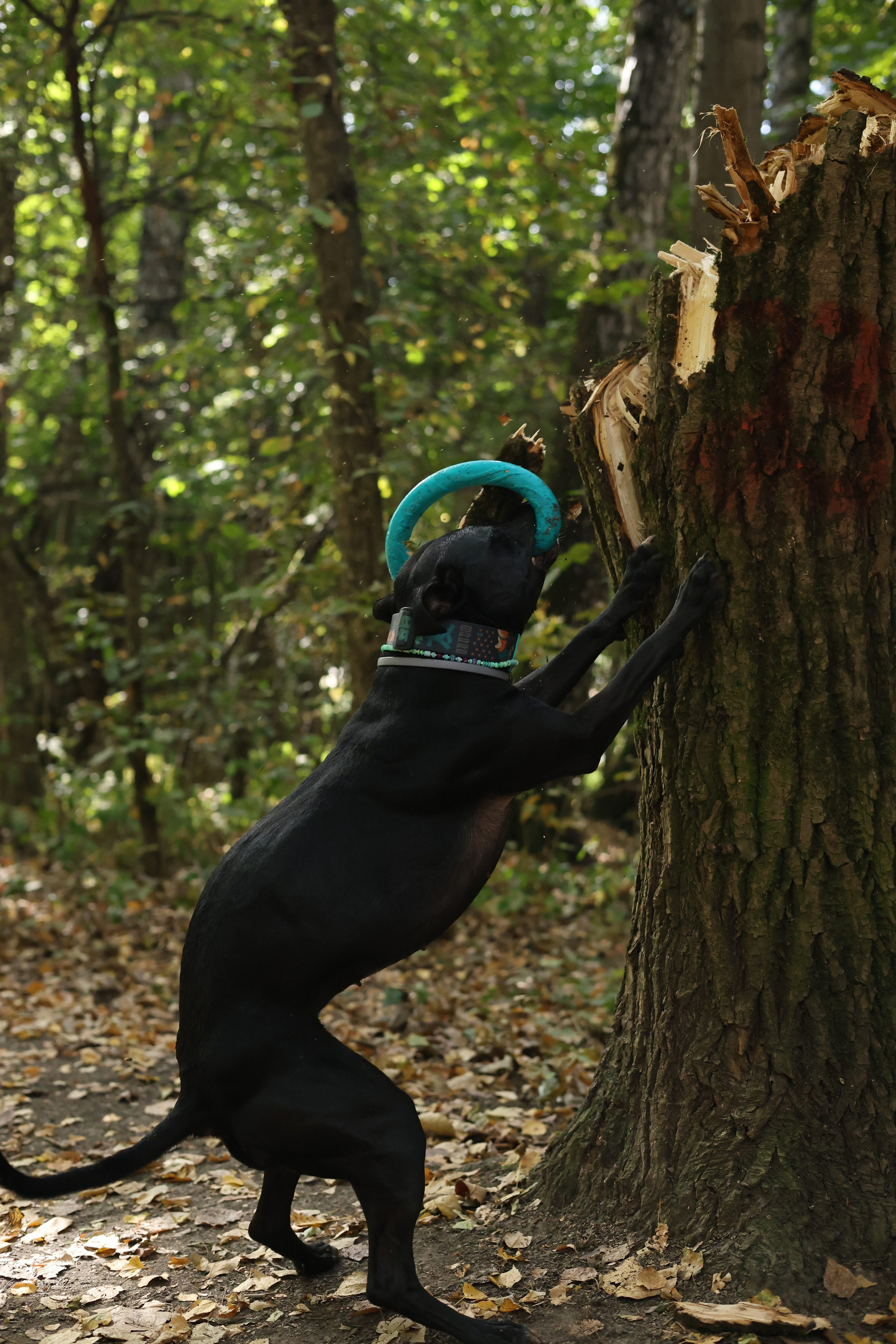 Алена и Бора. Виктория Михайловская. Фотограф-анималист. Москва