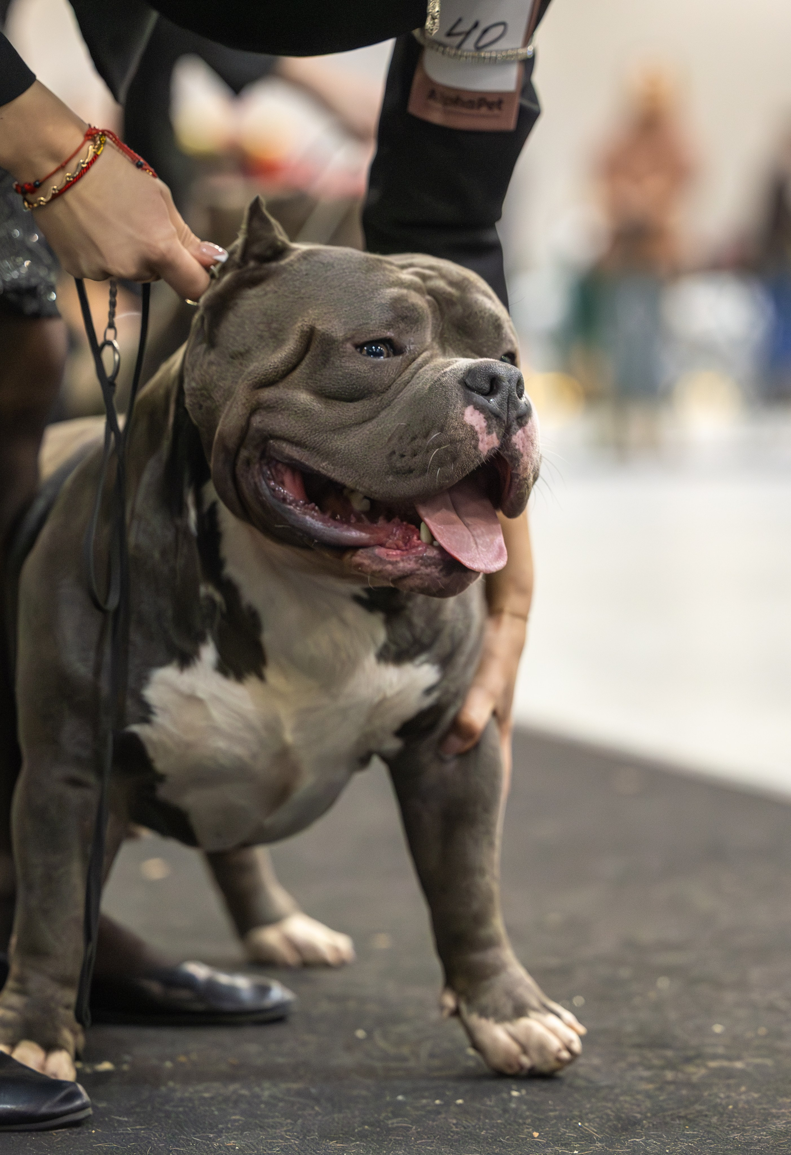 АВКС. Виктория Михайловская. Фотограф-анималист. Москва