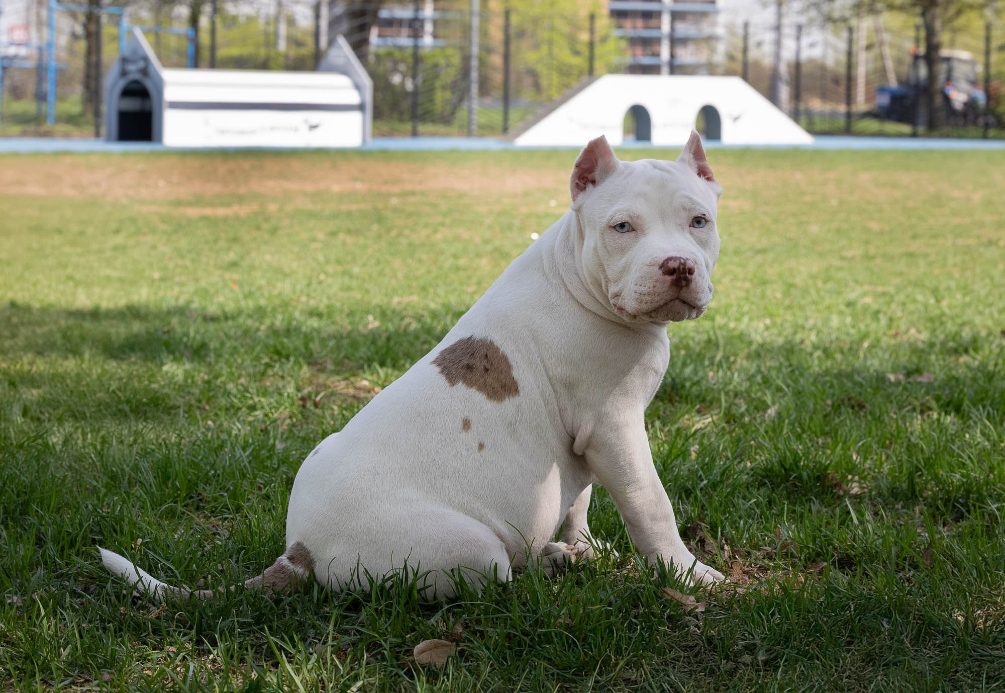 Щенки. Виктория Михайловская. Фотограф-анималист. Москва
