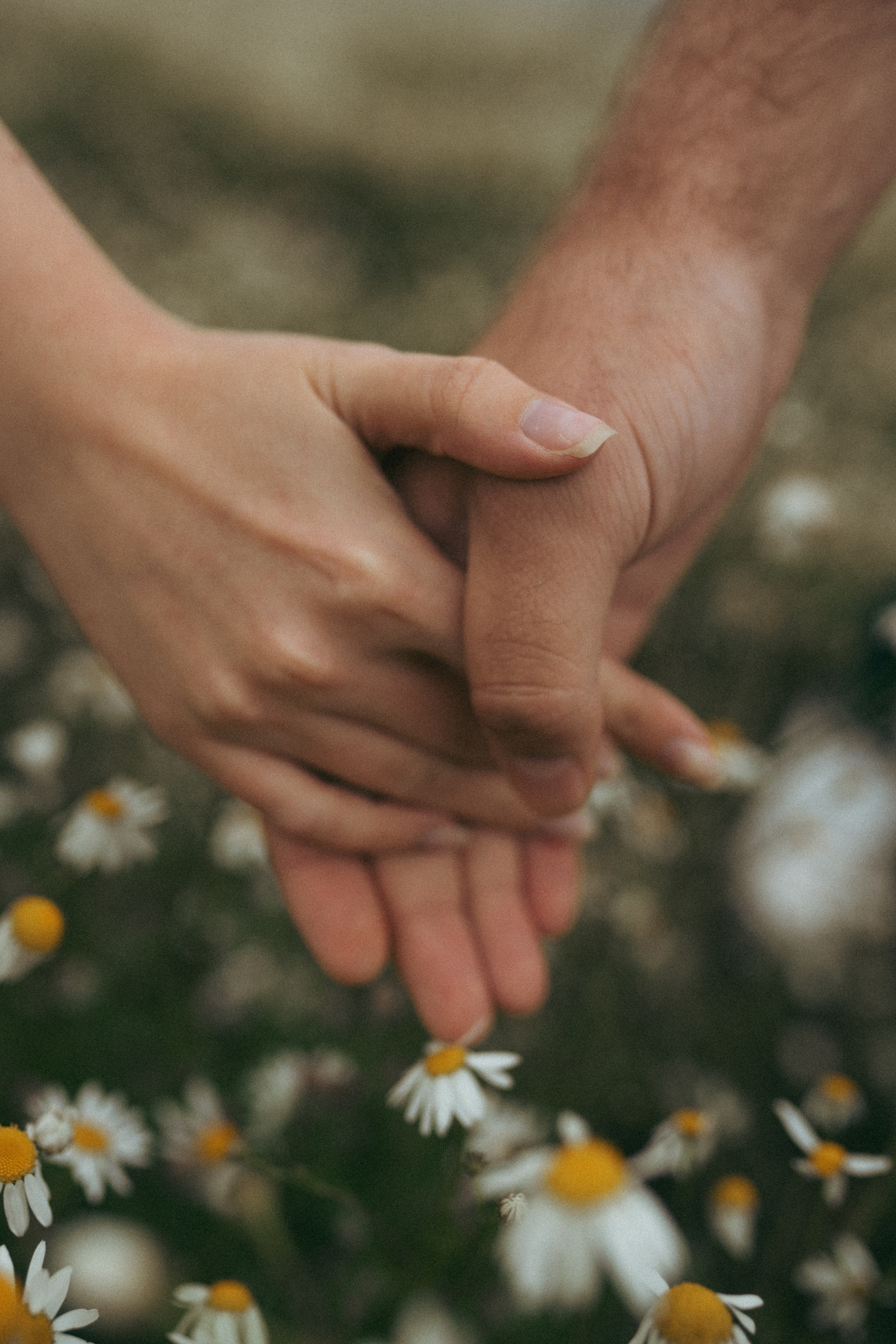 Ромашки. Фотограф Мария Зайчик