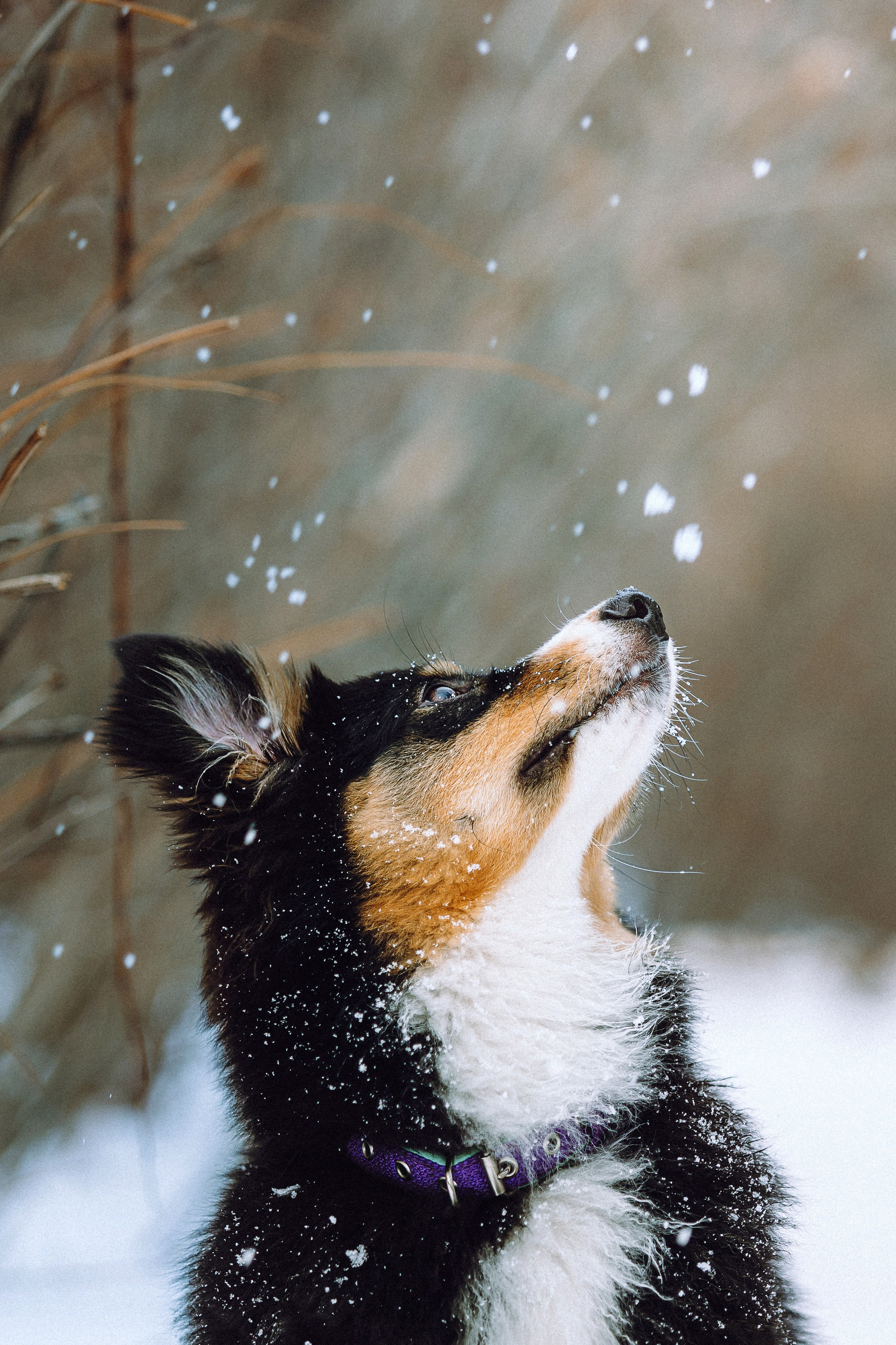 Таня, Ваня и Гром
