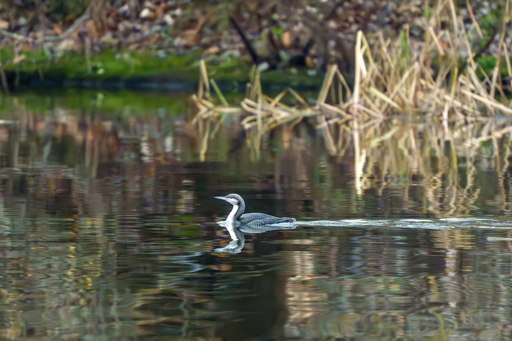 Удивительные мир птиц. Вокруг нас столько прекрасного — присмотритесь!. Ваш личный фотограф Марина Волкова