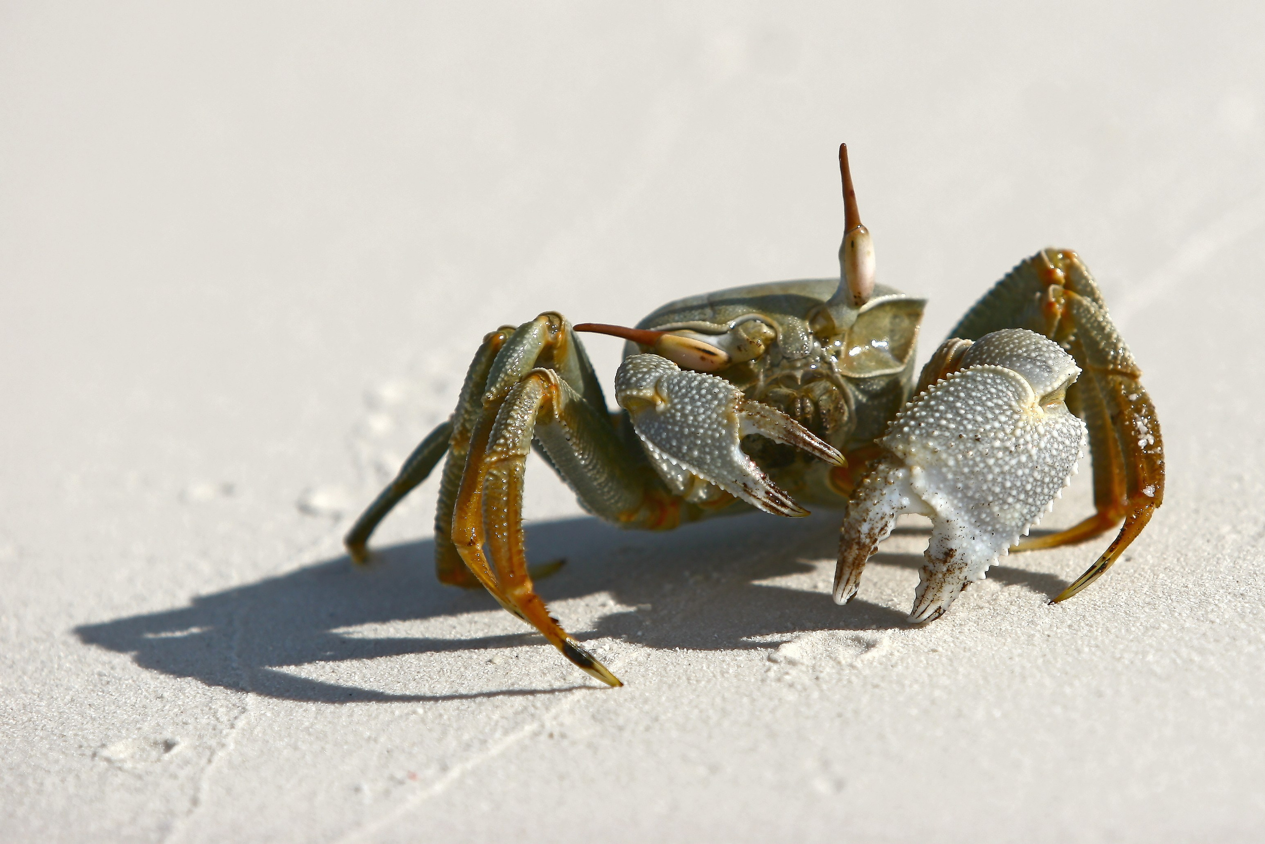 Мальдивы. Фотография, ретушь, сканирование, восстановление старых фото, интерьерная съёмка, студия. Данилов Александр, Москва