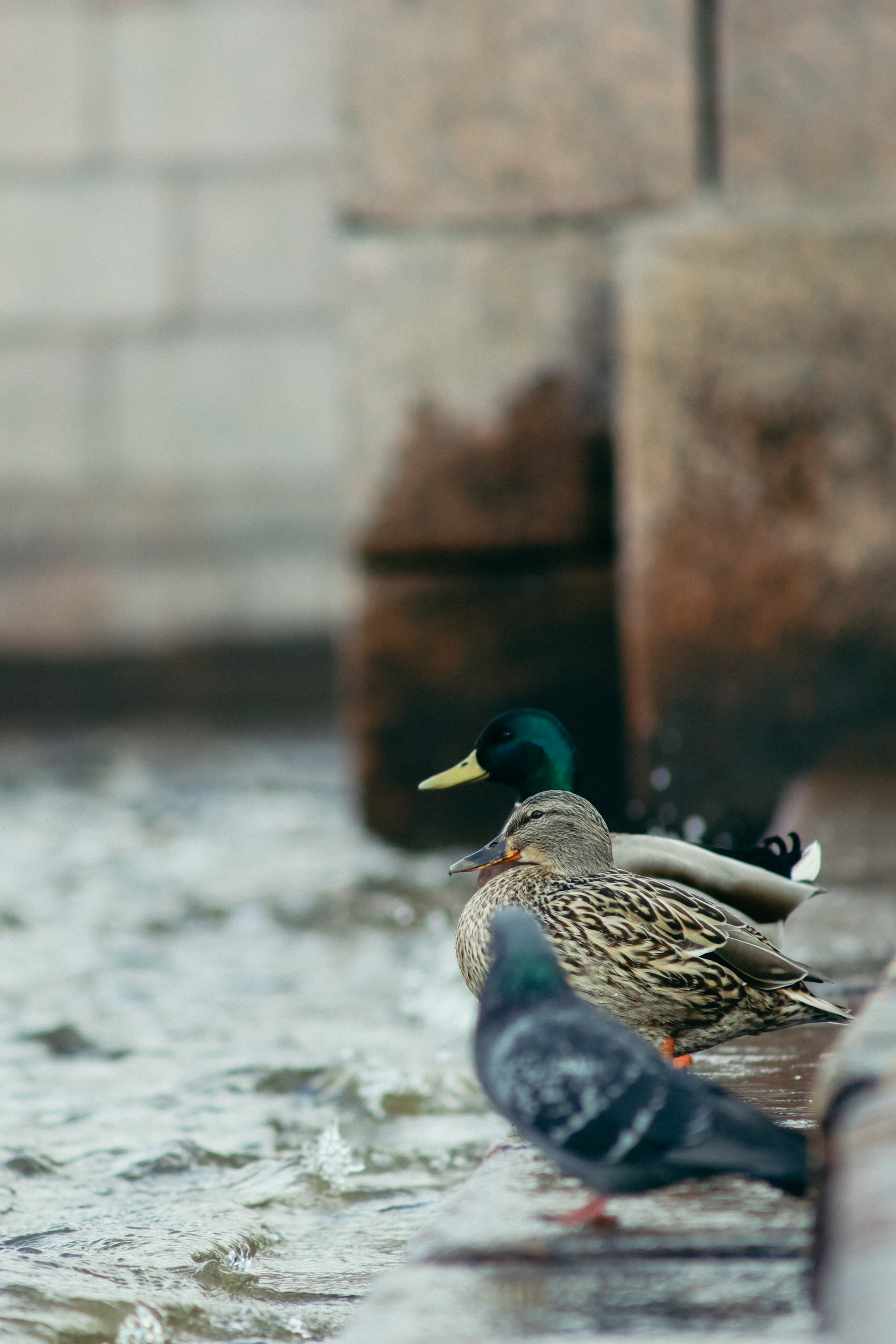 Санкт-Петербург. Фотограф Мурманск | Нижний Новгород • Анна Хижняк