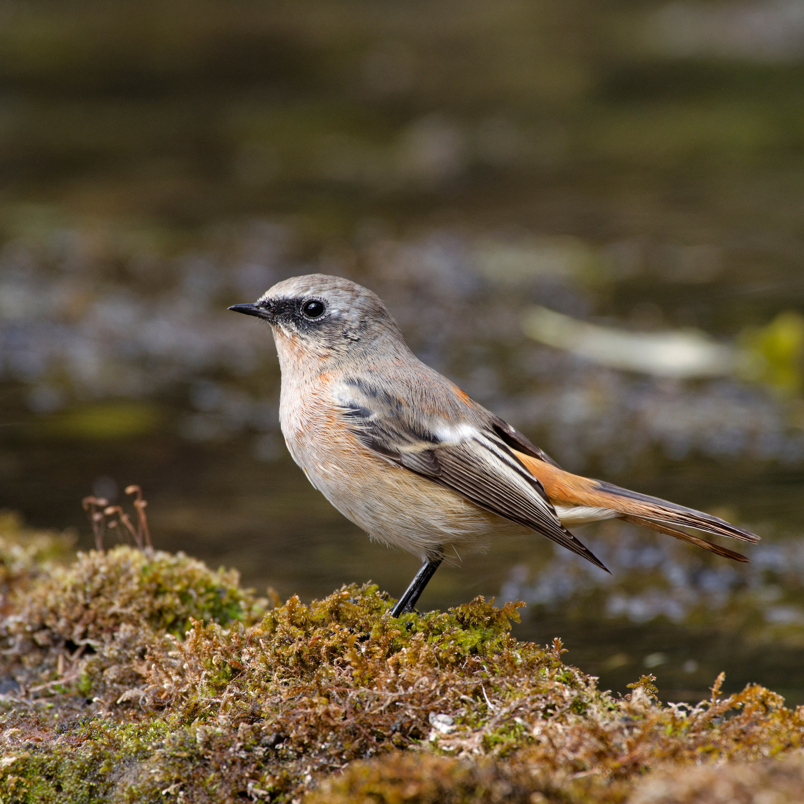 Укок. Pentax K-1 II + D FA 150-450 + HD DA AF 1.4x AW