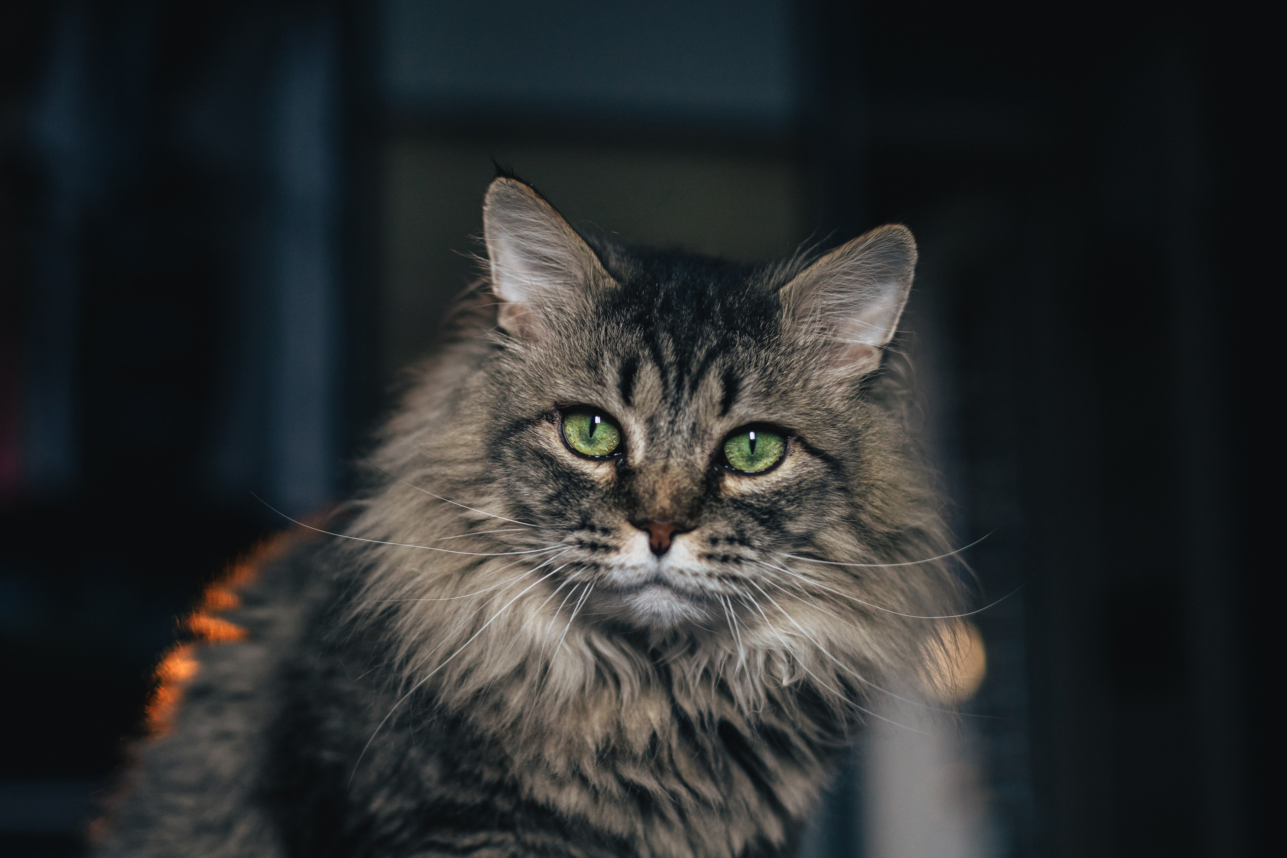 Домашняя фотосессия кота. Фотограф-анималист Татьяна Степанова