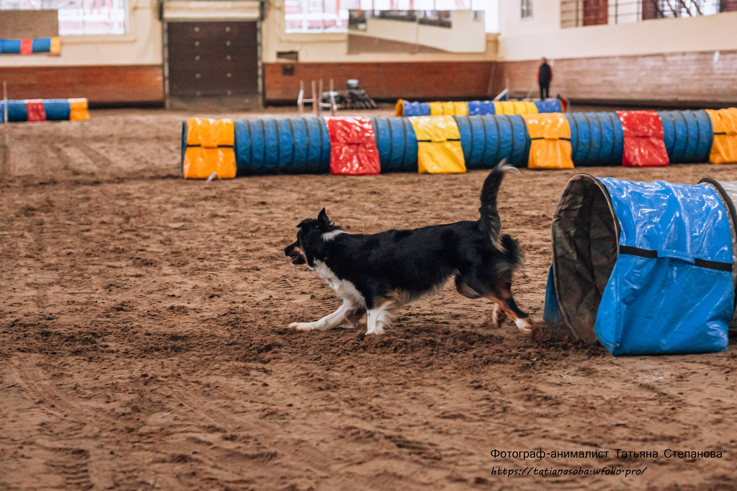 Соревнования по Аджилити 25.02.2024. Фотограф-анималист Татьяна Степанова