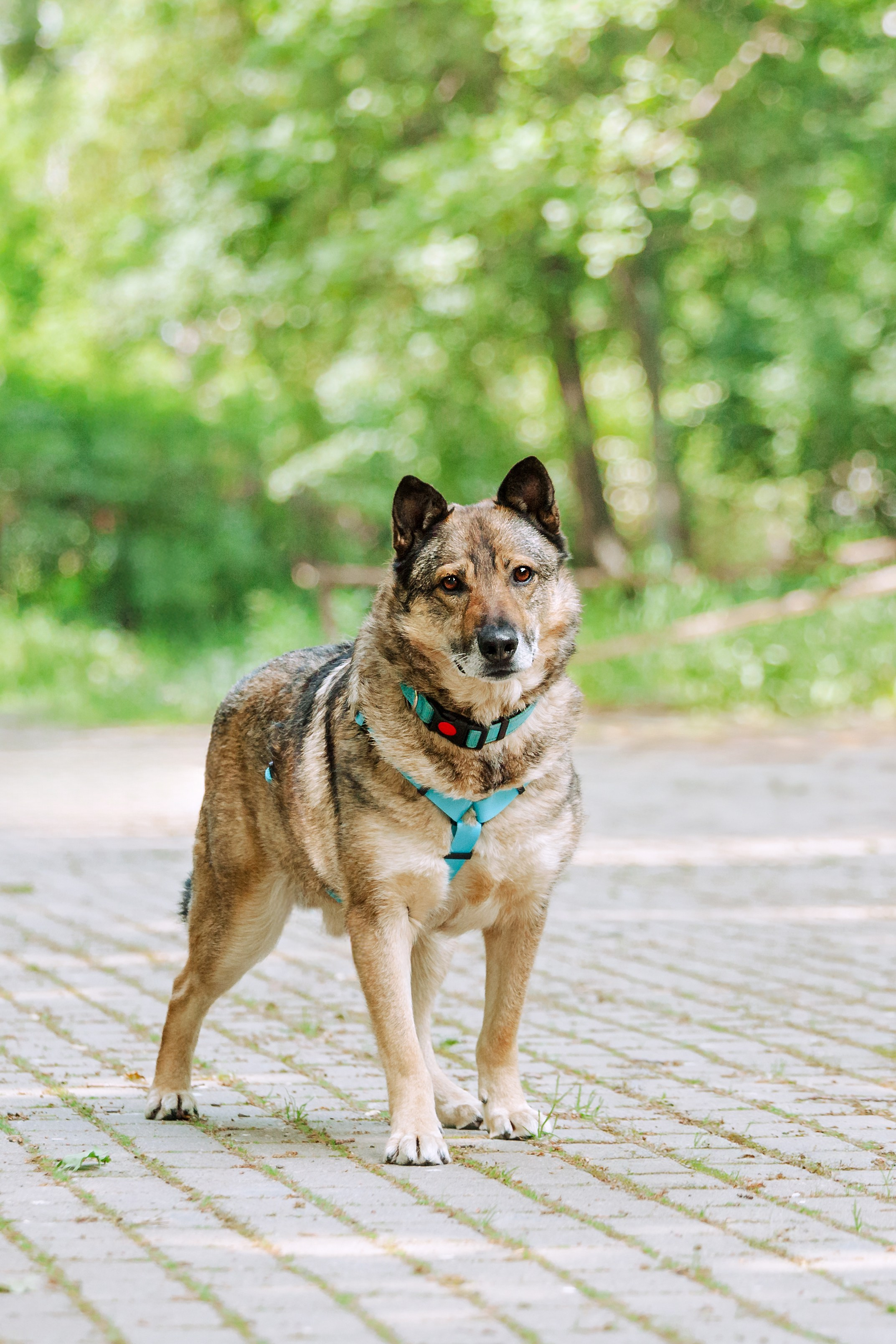 Собаки из приюта Дубовая роща лето 2025. Фотограф-анималист Татьяна Степанова