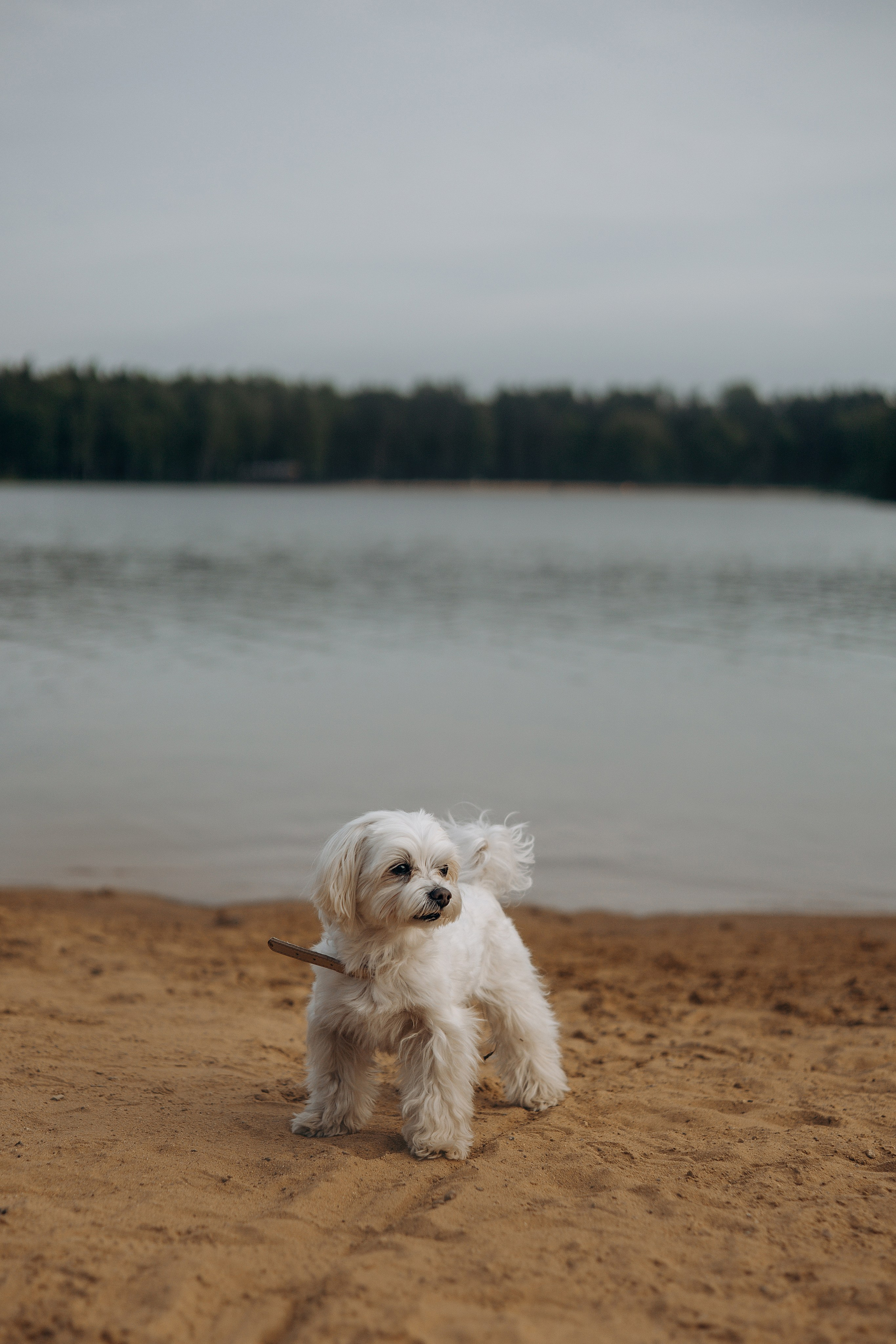 Оля и Джастин. Фотограф — анималист •love-story•|Санкт-Петербург