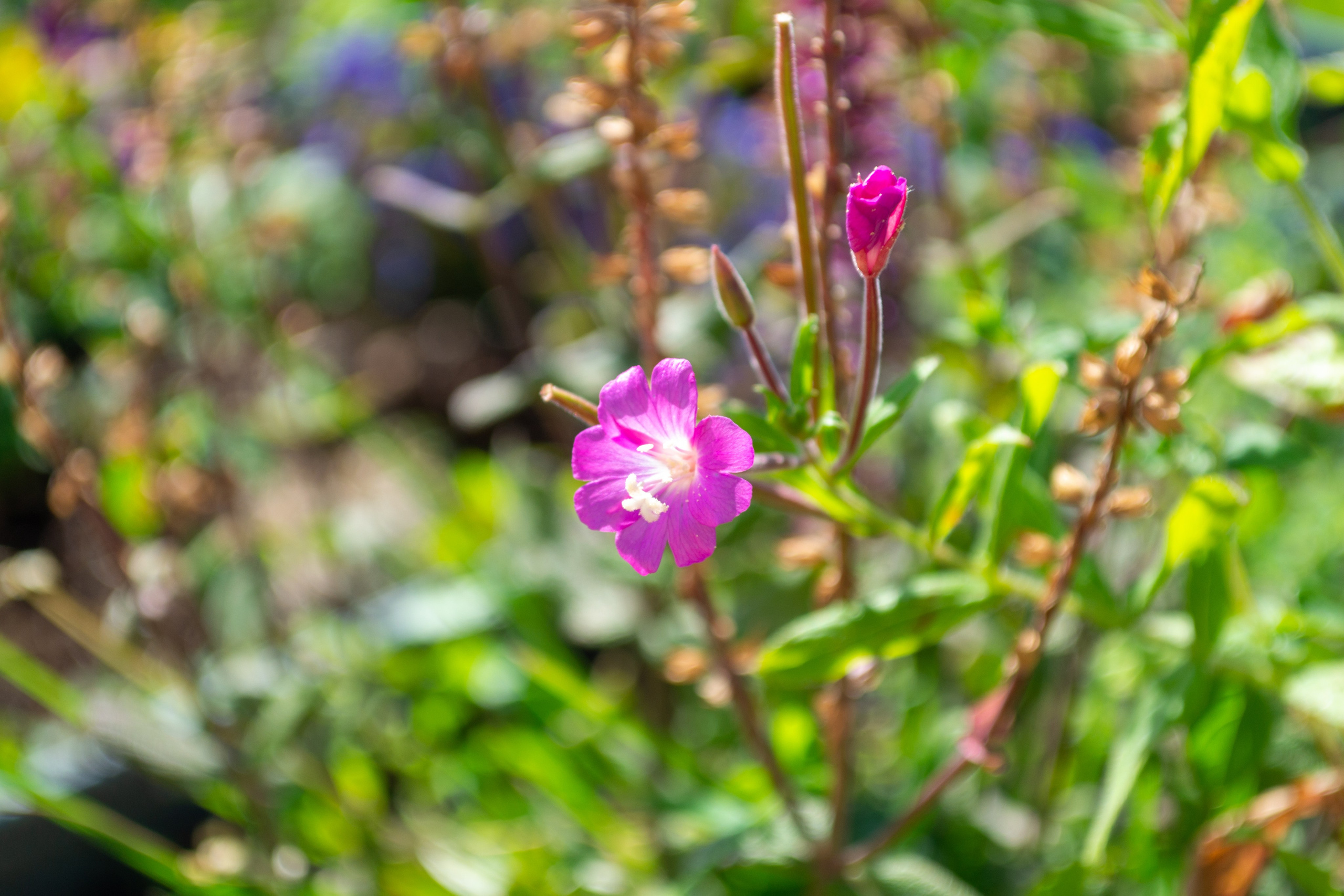 Тульская областная онкологическая больница (лето-цветы, NIKON D3100 35 мм F1,8)). Фотограф в Туле Крупский АнДРей. Фотостудия «КАДР71» в Туле