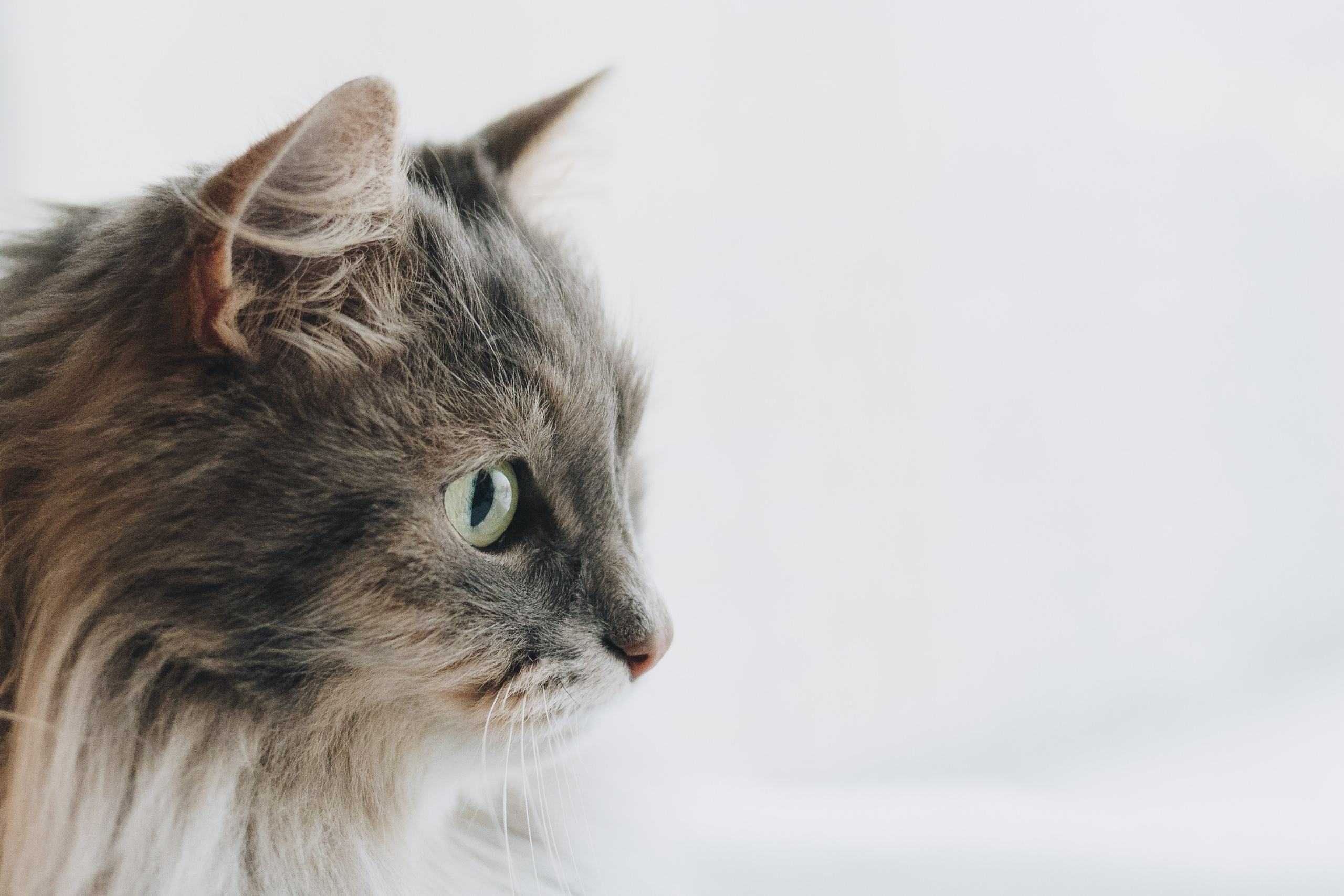 Vika & Kot. Natalia Finch Photography — Family, Kids & Pet Photographer in Chicago, IL