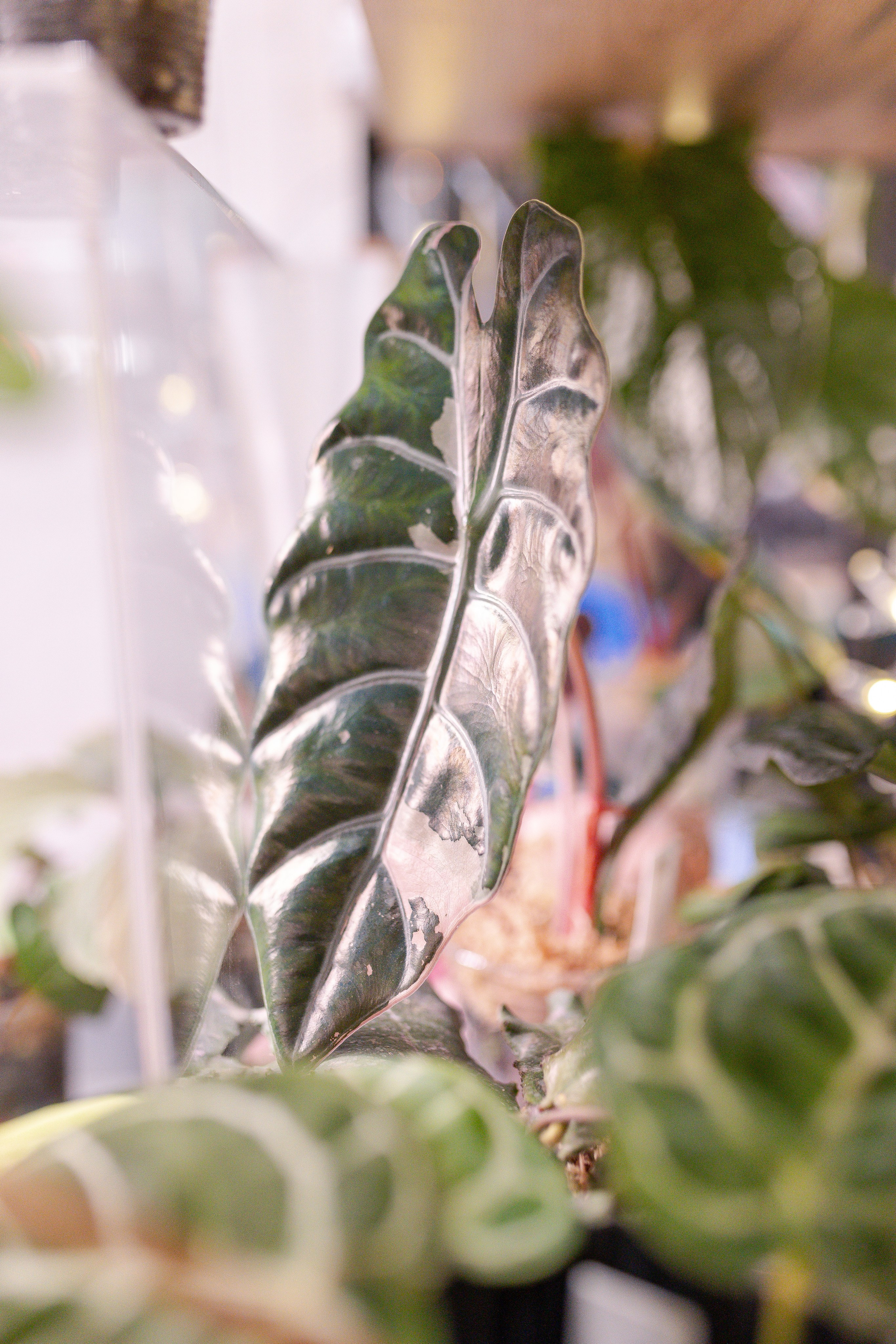 Орхидиум 12.2025. Александра Куликова фотограф, Москва