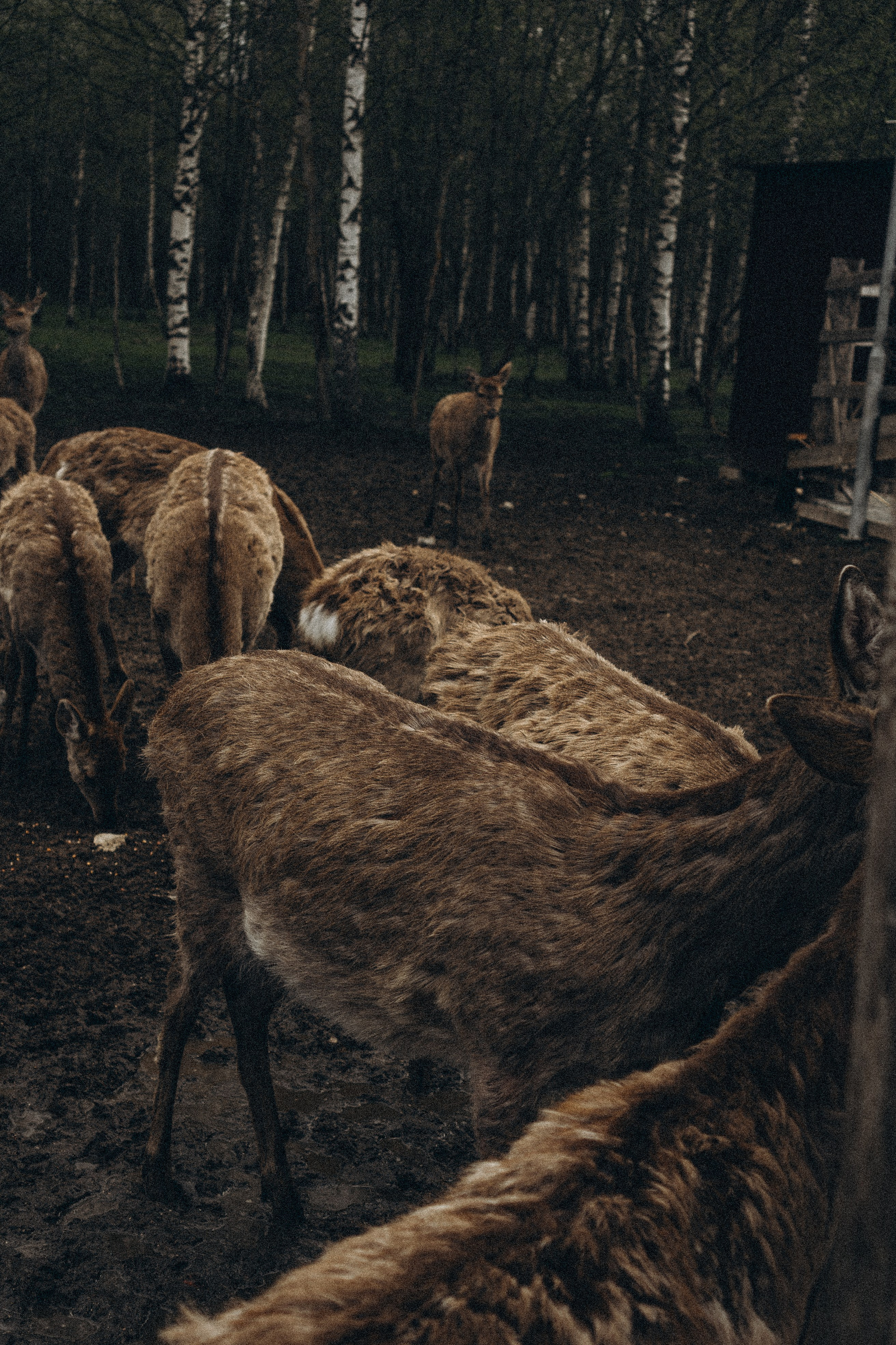 ОЛЕНЬЯ ФЕРМА В ТВЕРИ. Профессиональный фотограф, Санкт-Петербург — Виктория Богомолова
