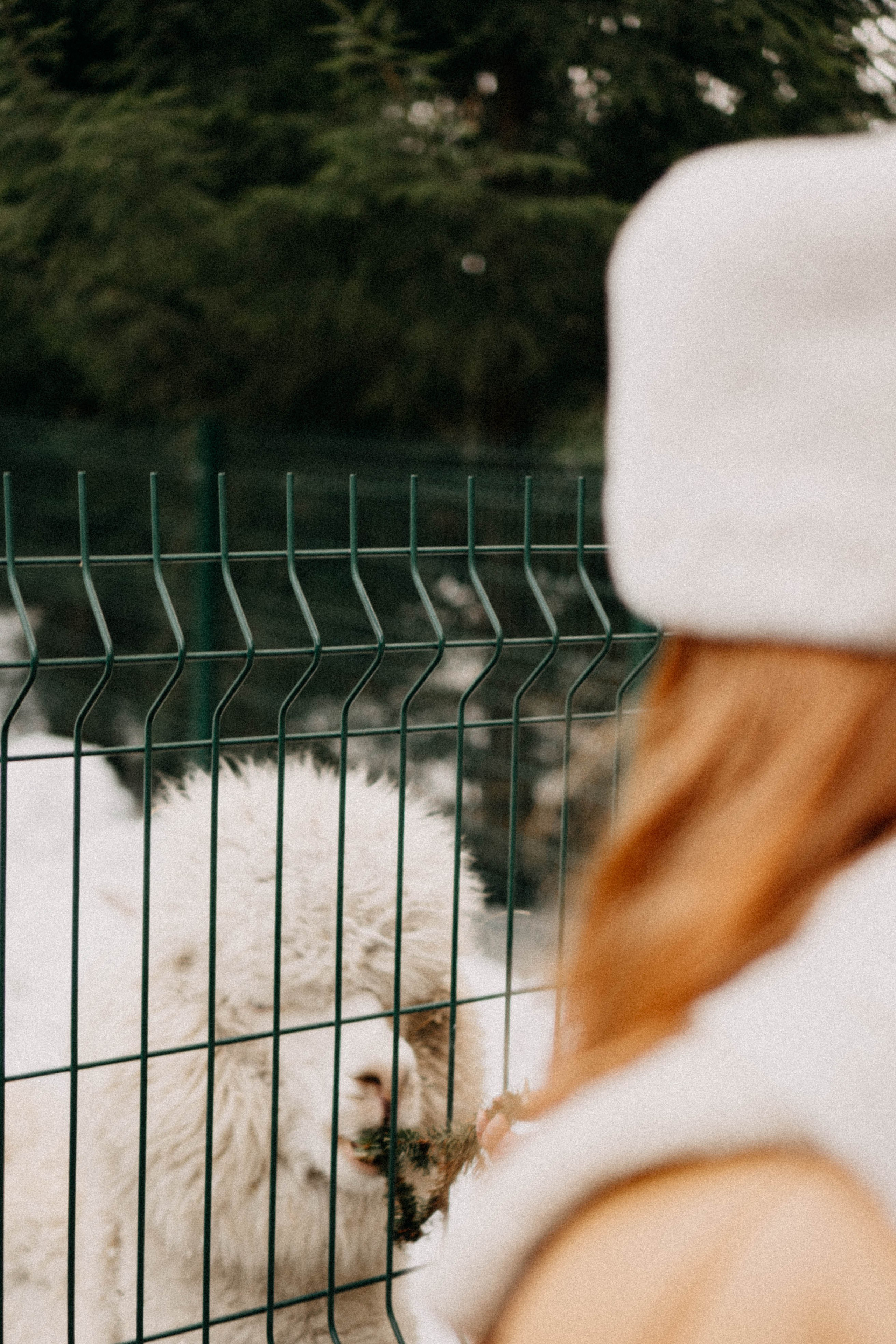 Каток. Профессиональный фотограф, Санкт-Петербург — Виктория Богомолова