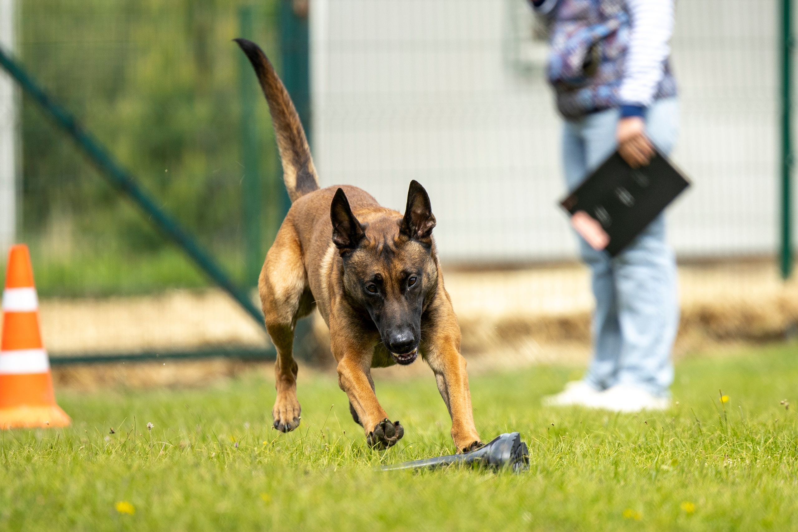 Испытания по мондьорингу в Нижнем Новгороде. Фотограф-анималист Анна Маринич