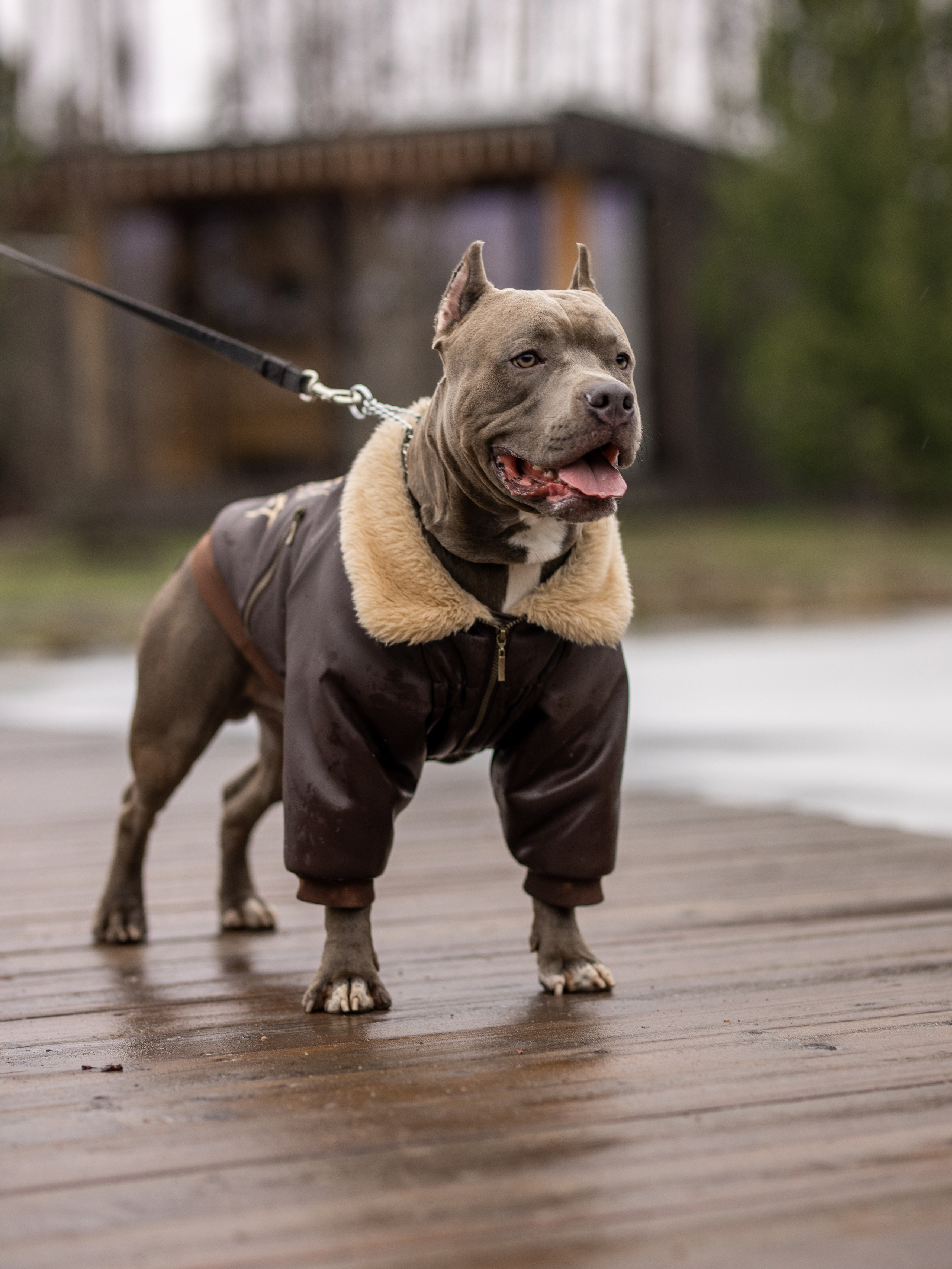 Зевс и Мария. Фотограф-анималист в Москве Кириллова Татьяна