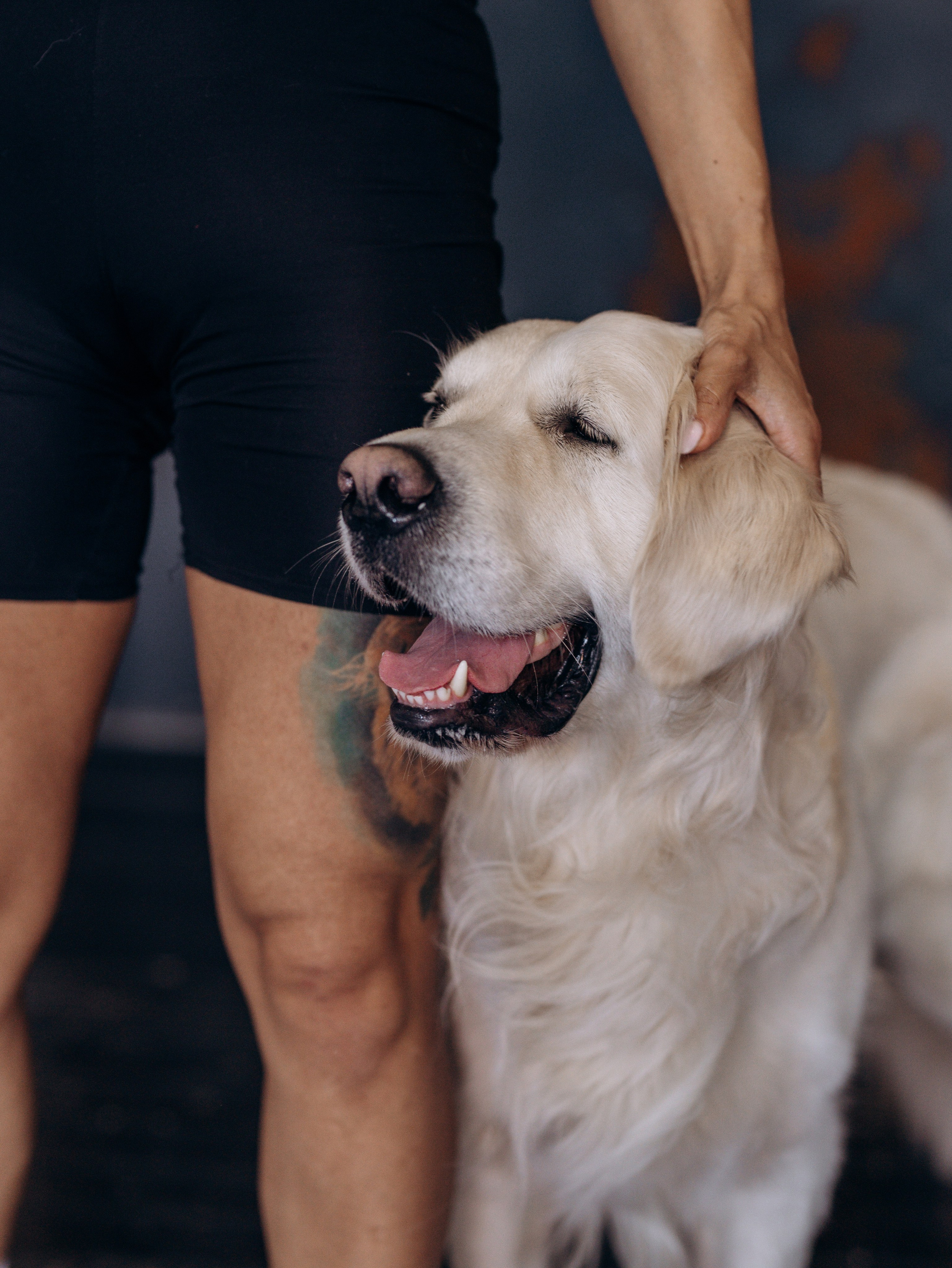 Энди и Настя. Фотограф-анималист в Москве Кириллова Татьяна
