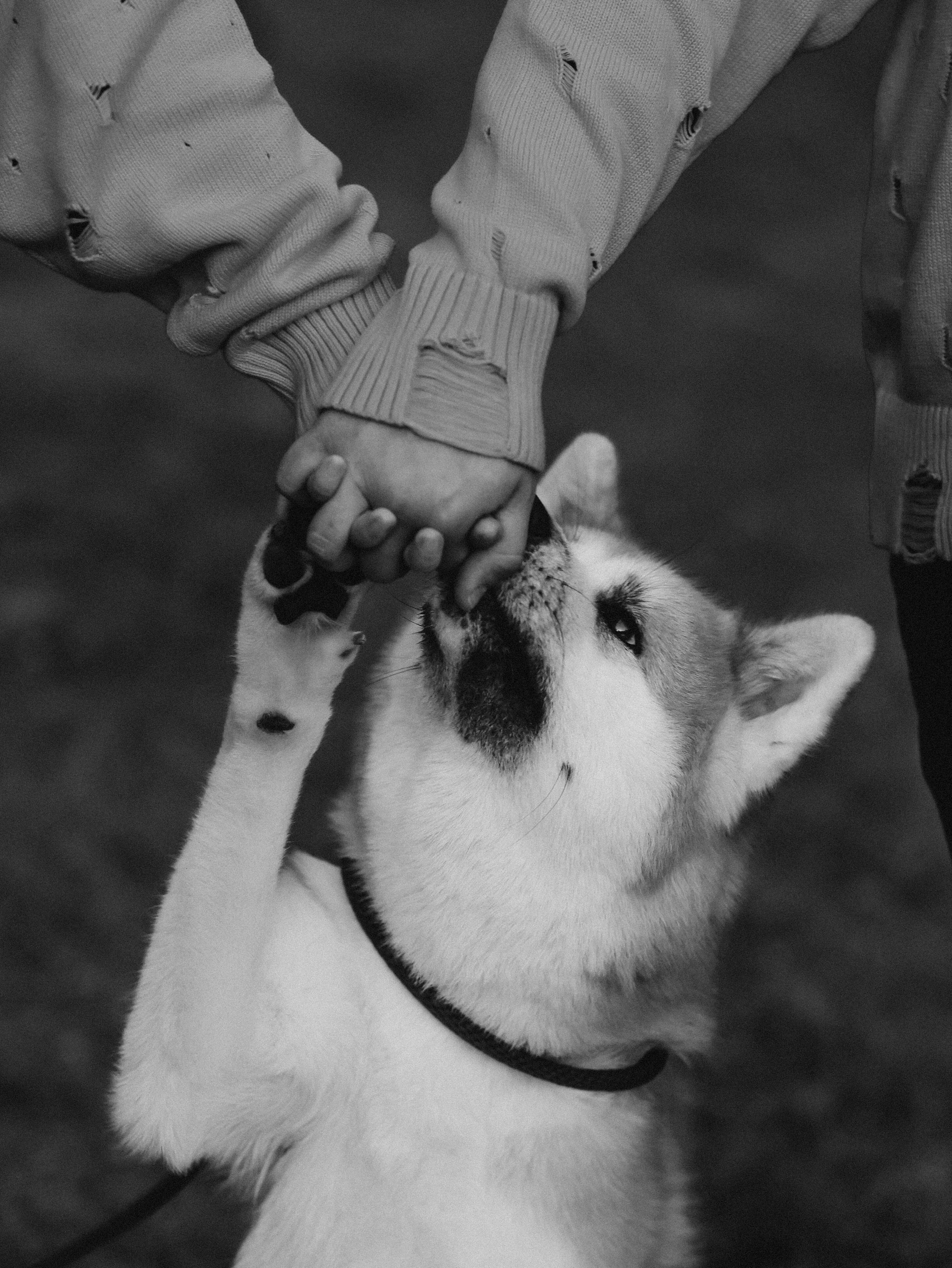 Гранд, Вика и Степан. Фотограф-анималист в Москве Кириллова Татьяна