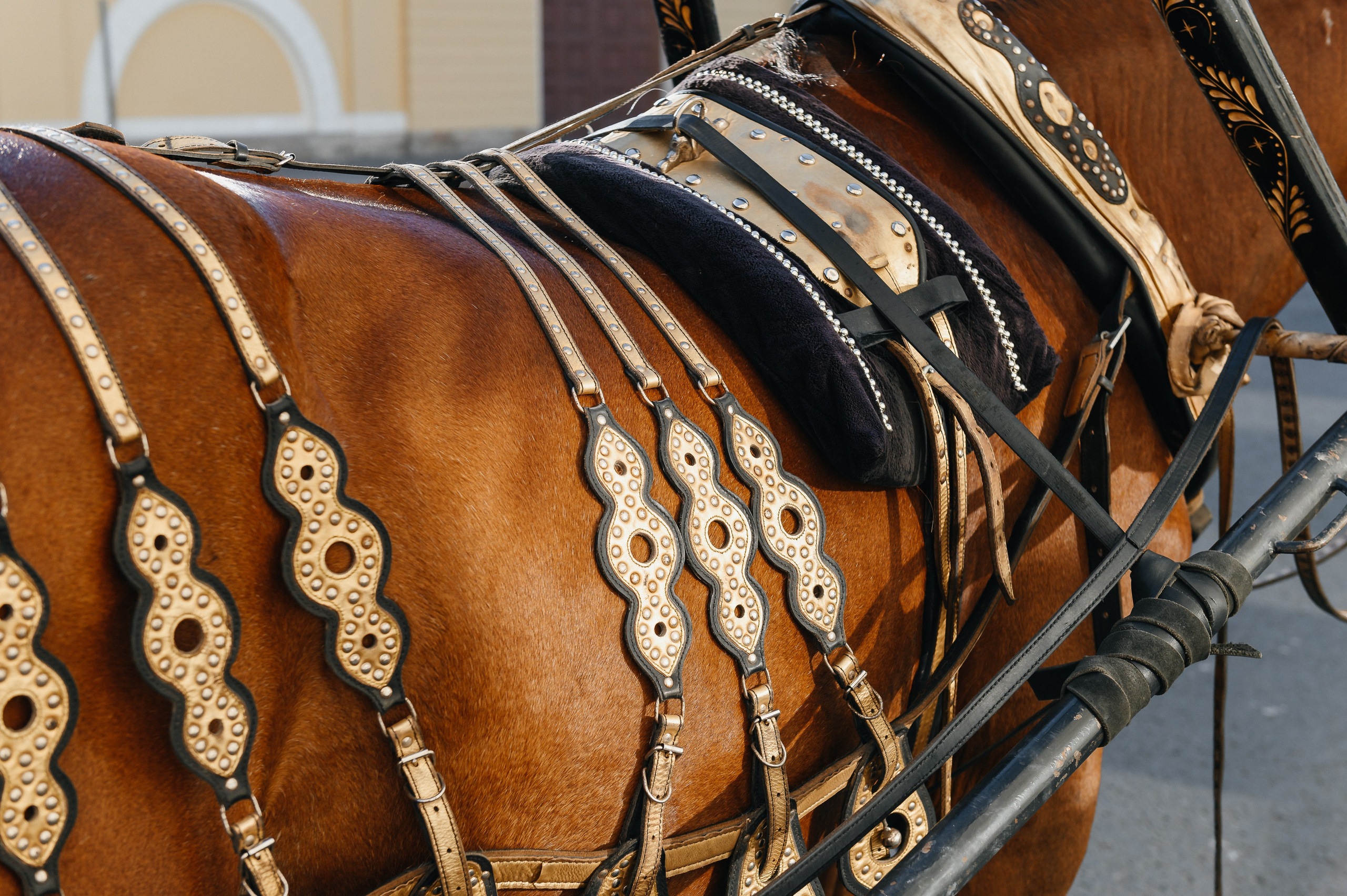Леонид и Александра. Свадебный и семейный фотограф в Санкт-Петербурге Александр Озеров