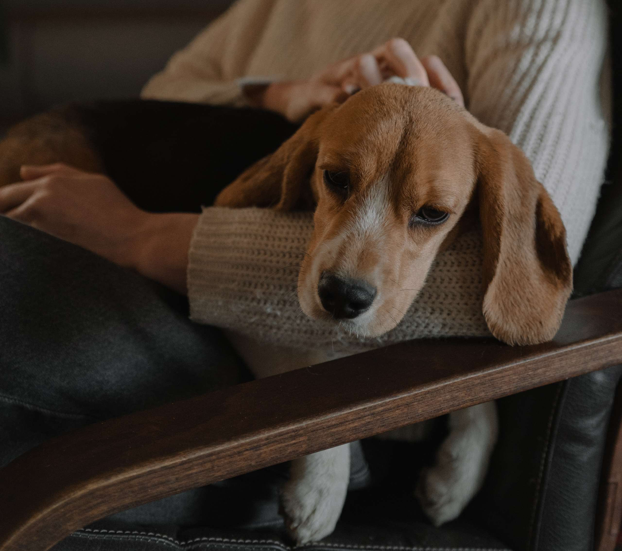 Маша, бигль Вера и её ферма. Семейный фотограф в Москве Алёна Чача