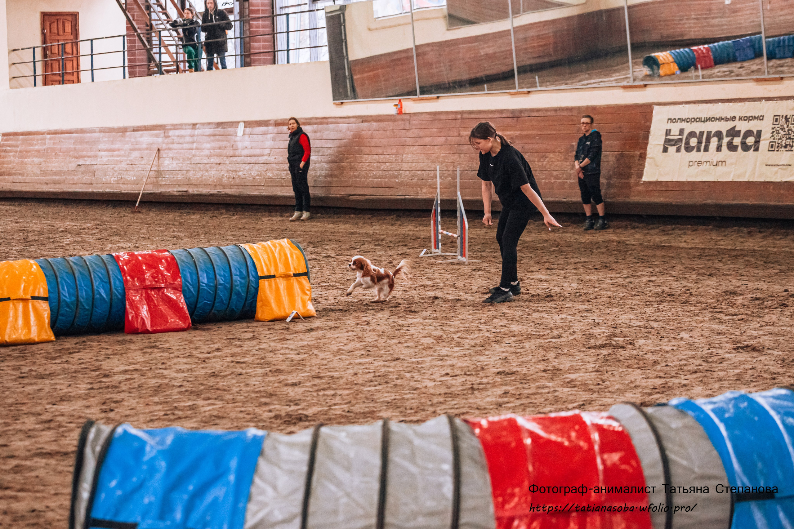 Соревнования по Аджилити 25.02.2024. Фотограф-анималист Татьяна Степанова