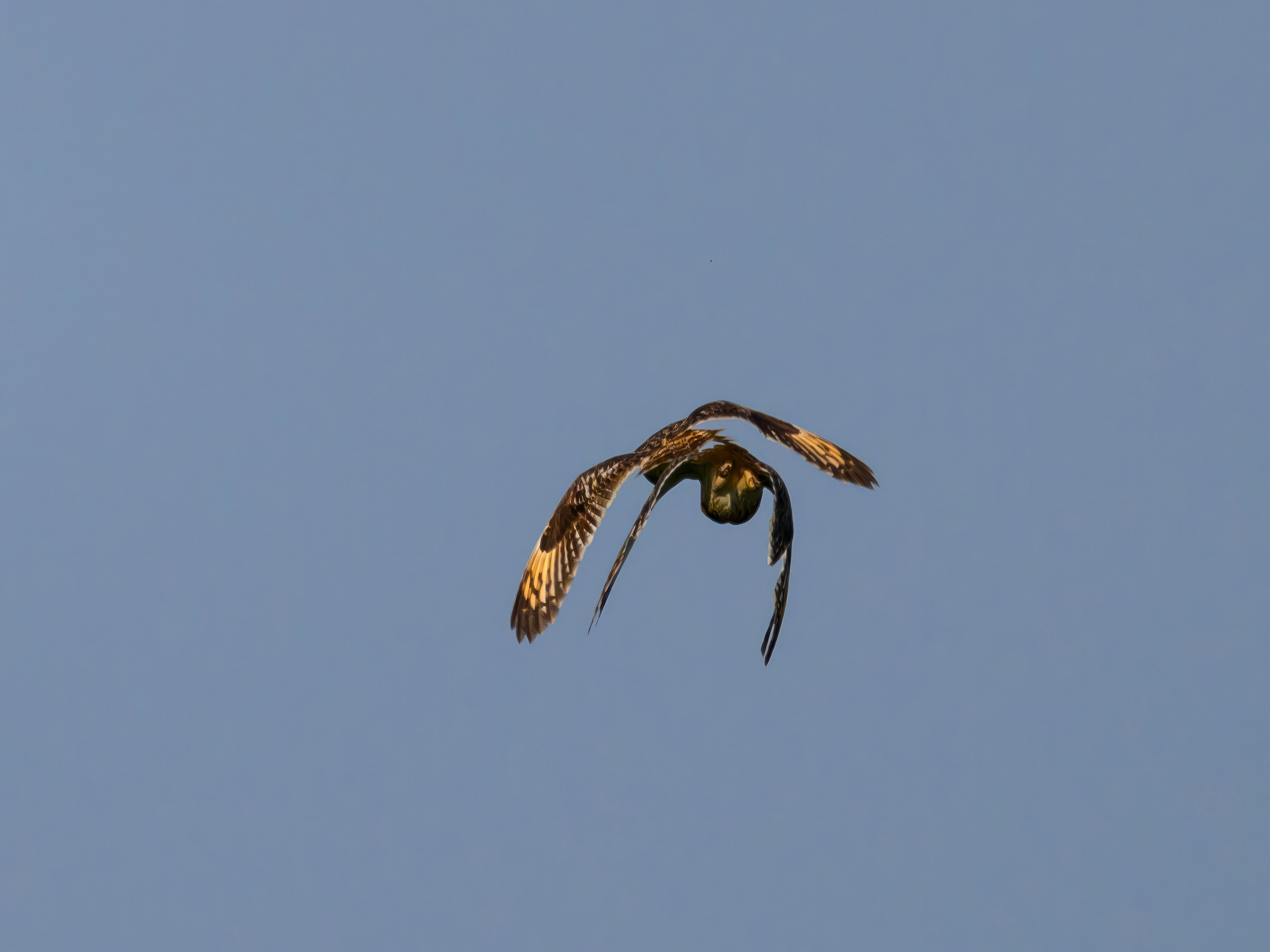 Совы делят территорию. Фотограф Сергей Пупонин