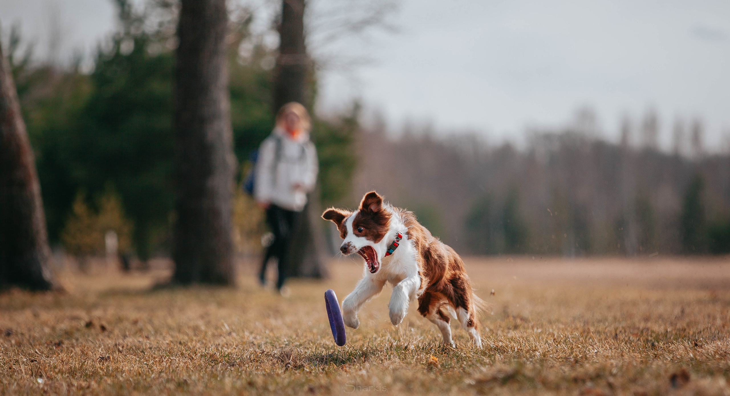 Бордюха, Лора, Берта, Мета. Главная