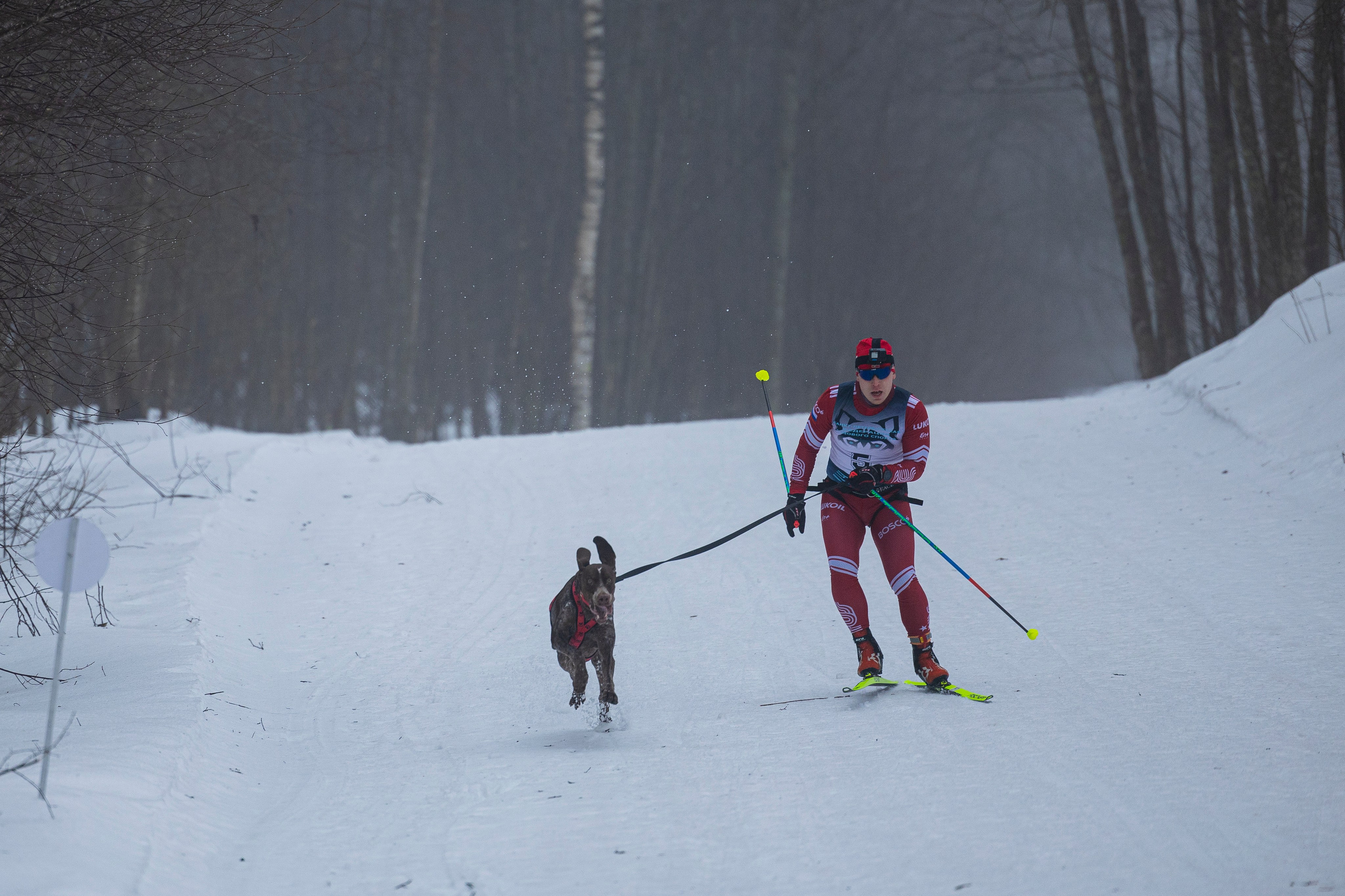 Зимний Чемпионат Санкт-Петербурга по ездовому спорту. Фотограф-анималист Анна Маринич