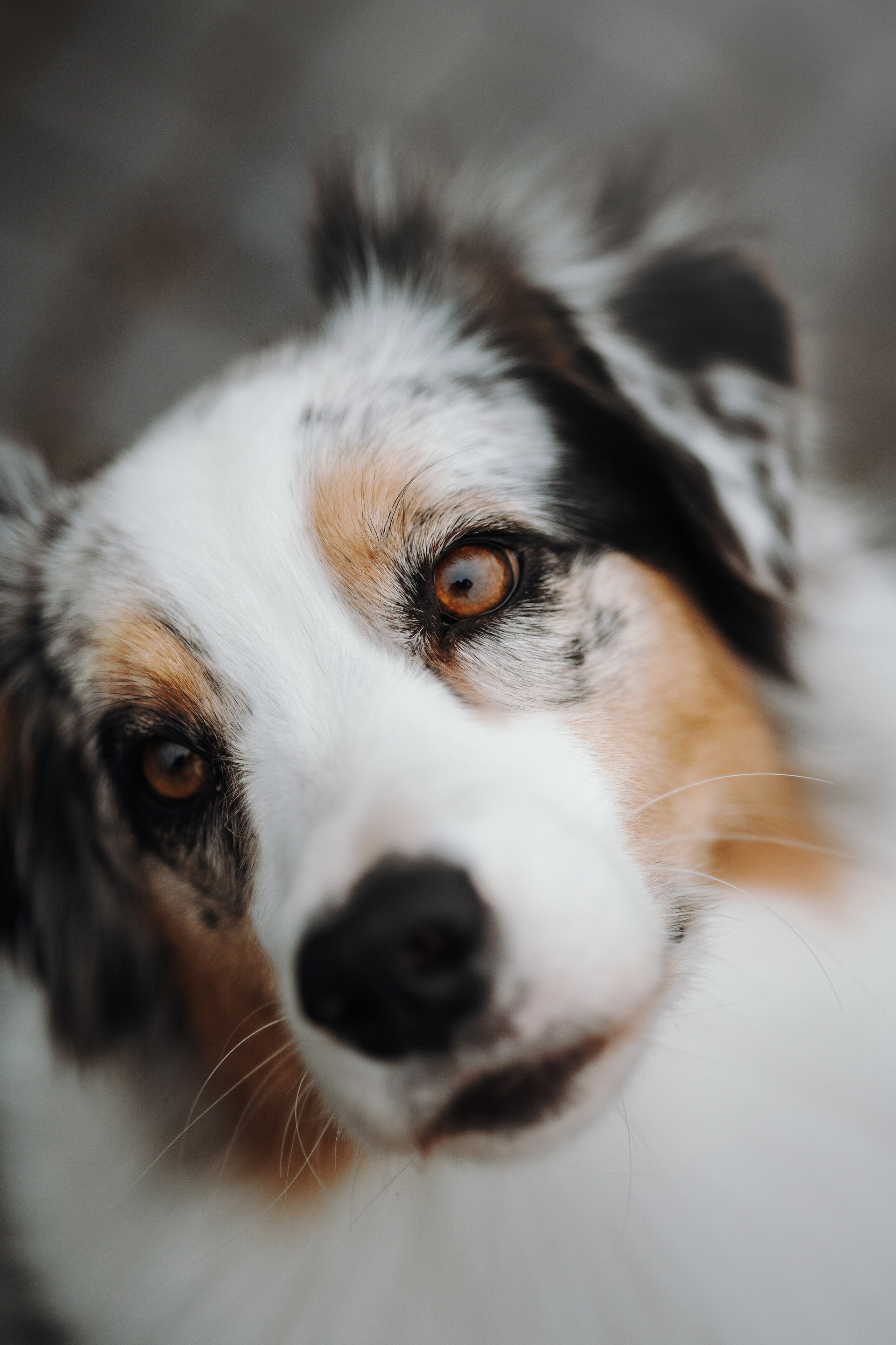 Ирина и Кайса. Фотограф — Анималист | Санкт-Петербург