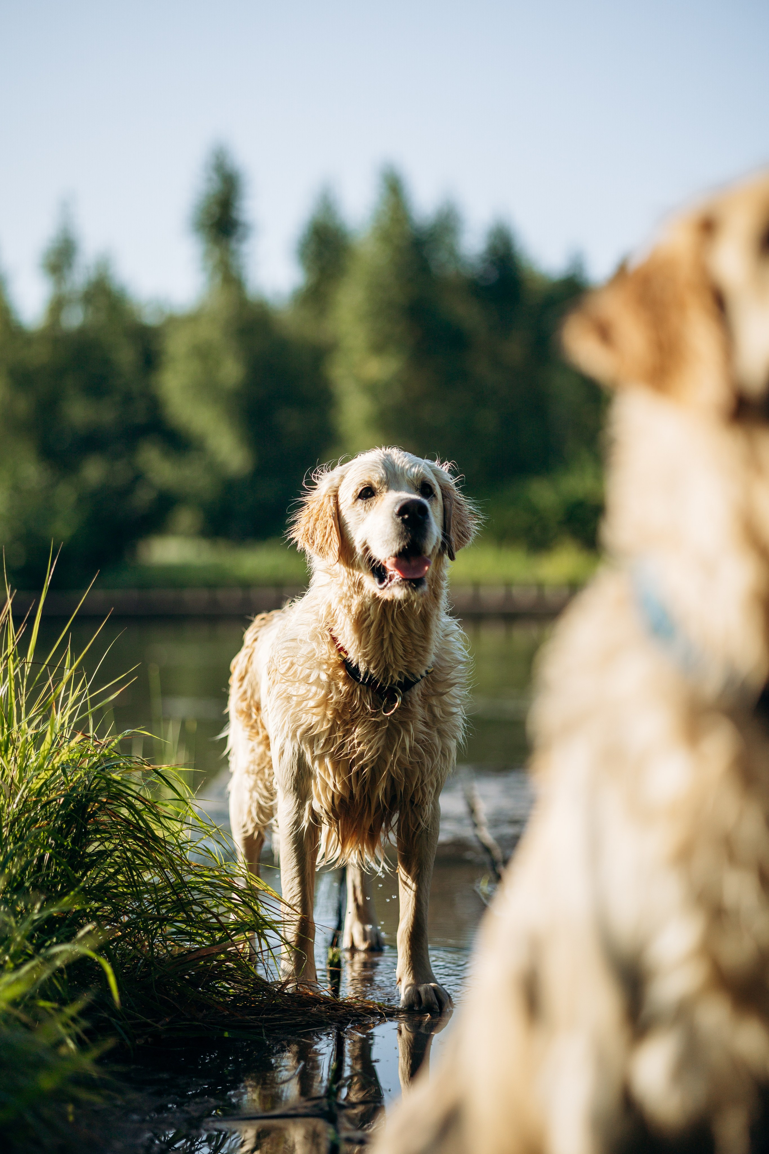 Ирина и ее золотинки. Фотограф — Анималист | Санкт-Петербург