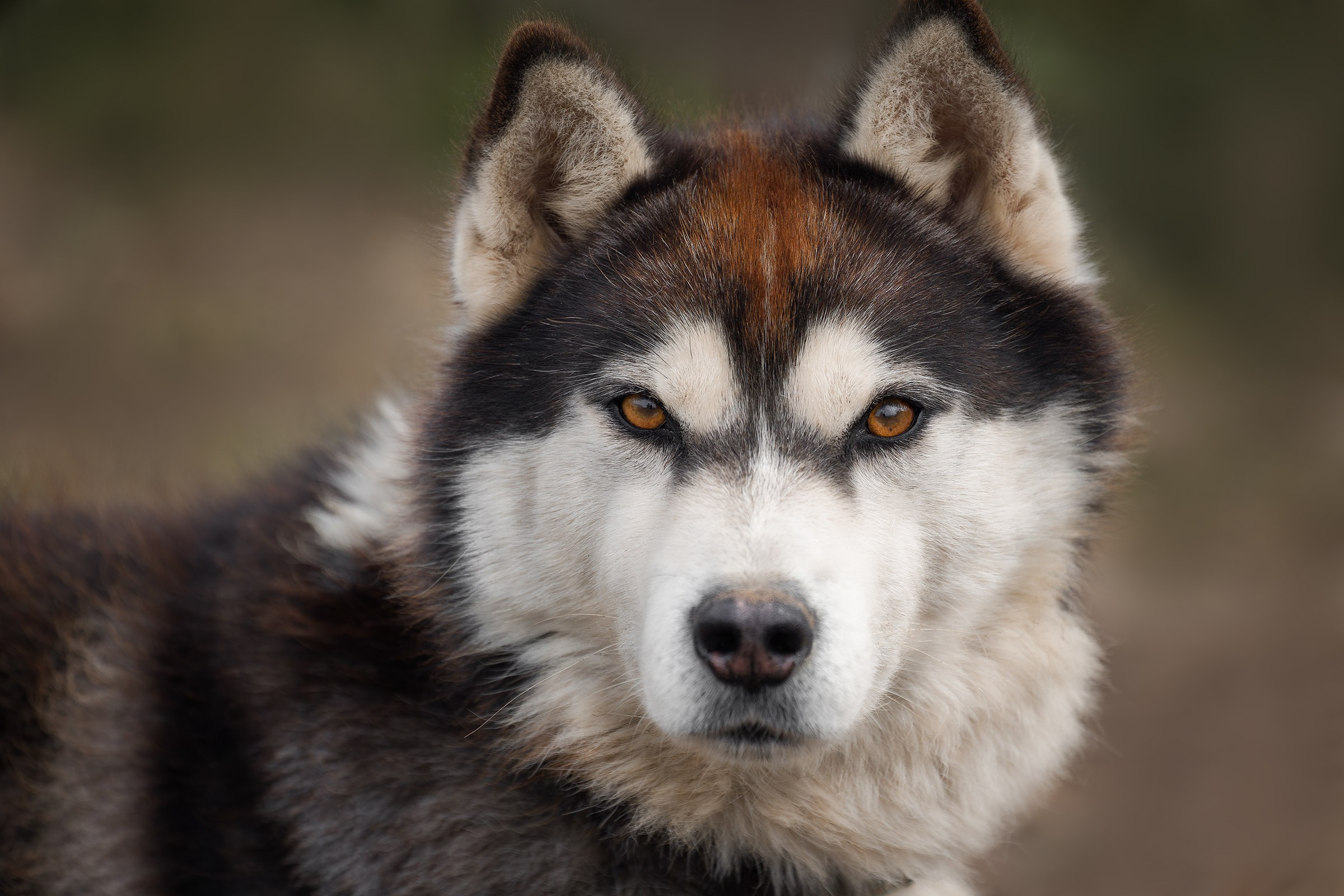 Собаки приюта «Дом северной собаки». Irenephoto.ru