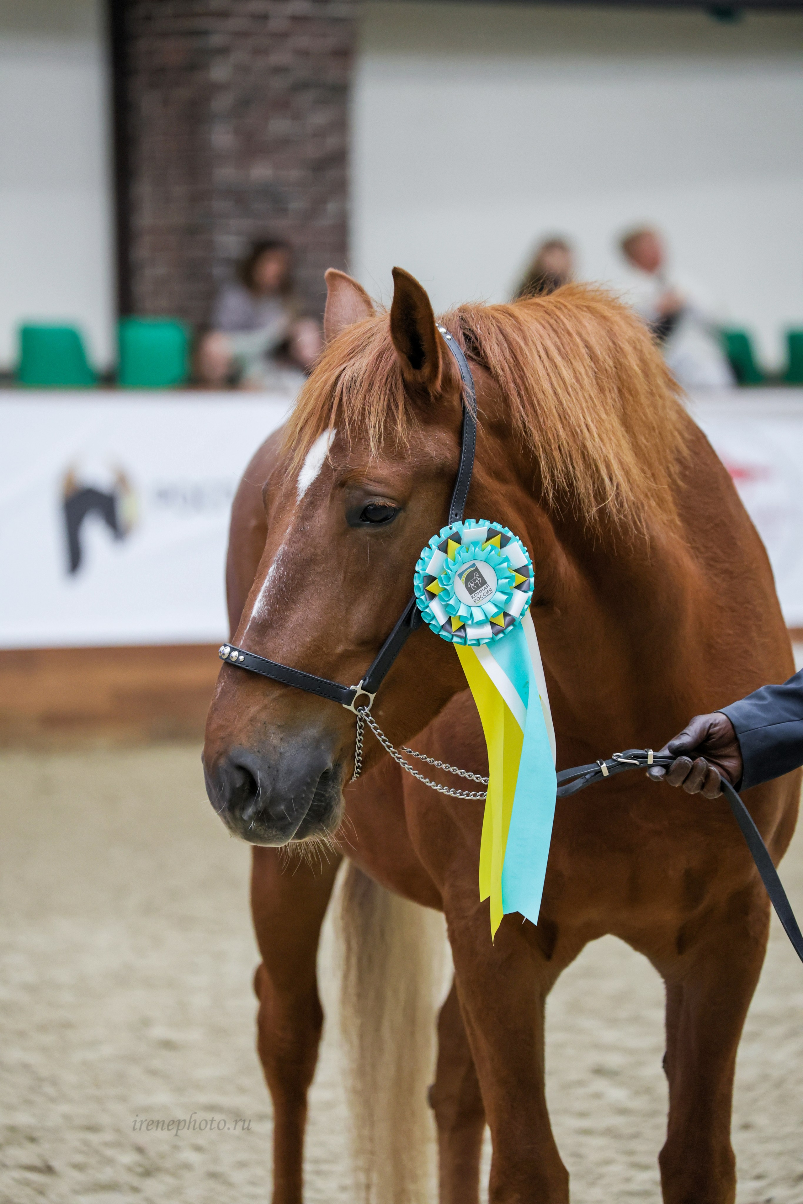 Конная Россия 2024. Irenephoto.ru