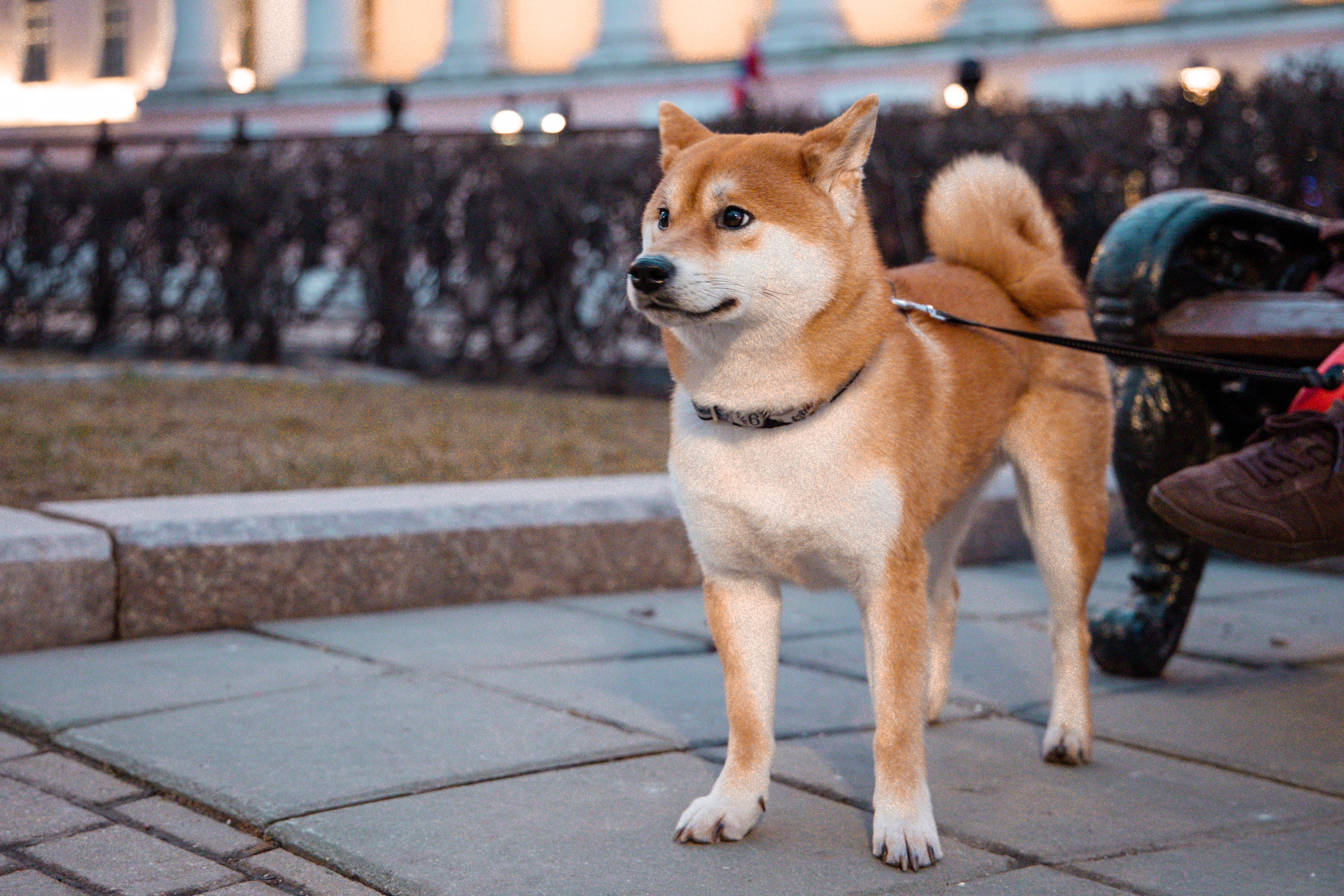 Сиба-ину. Фотограф для маркетплейсов, фотоуслуги в Жуковском Татьяна Марсуверских