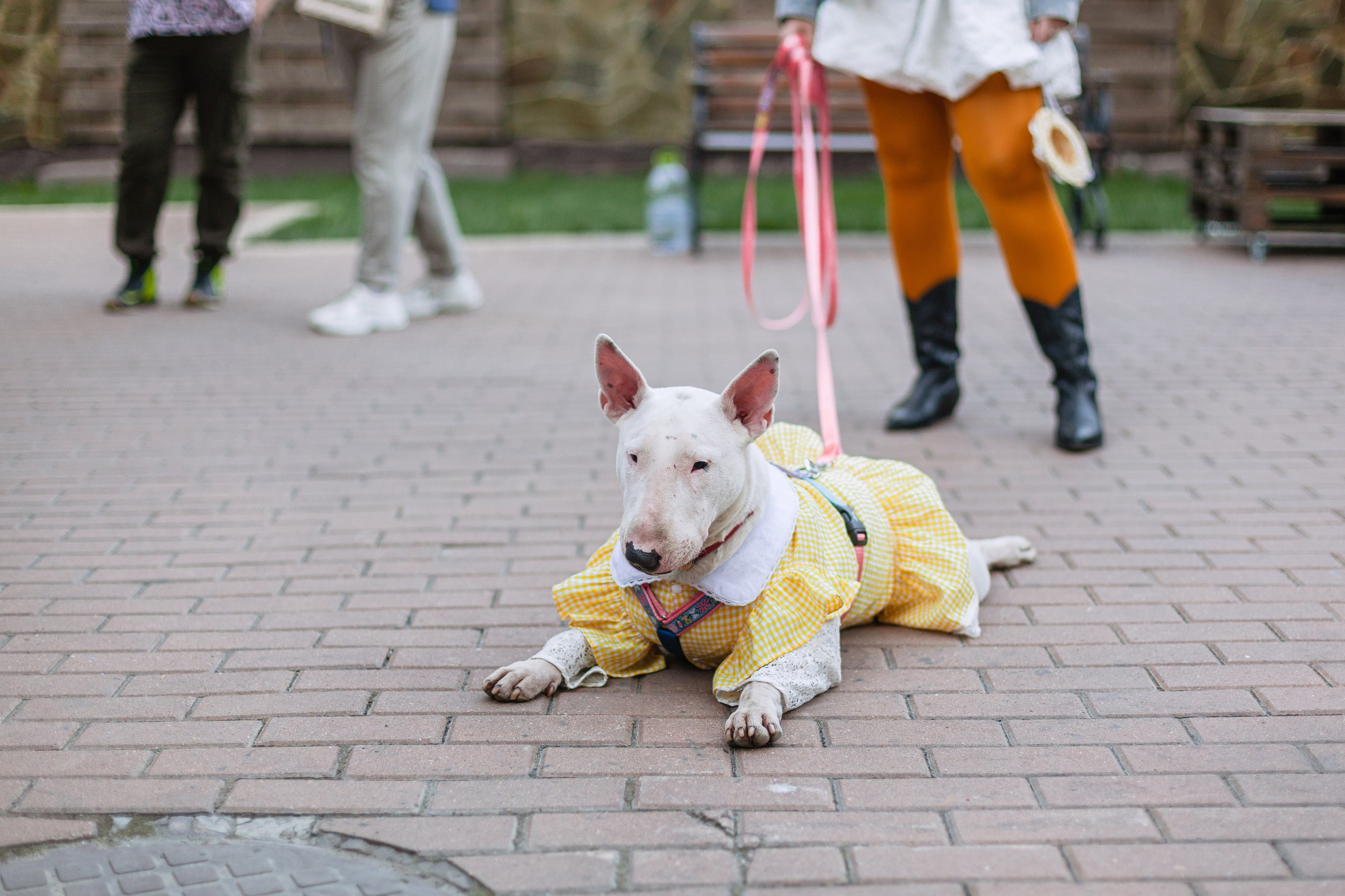 Бульбалл 23.04.2023. Фотограф-анималист Татьяна Степанова