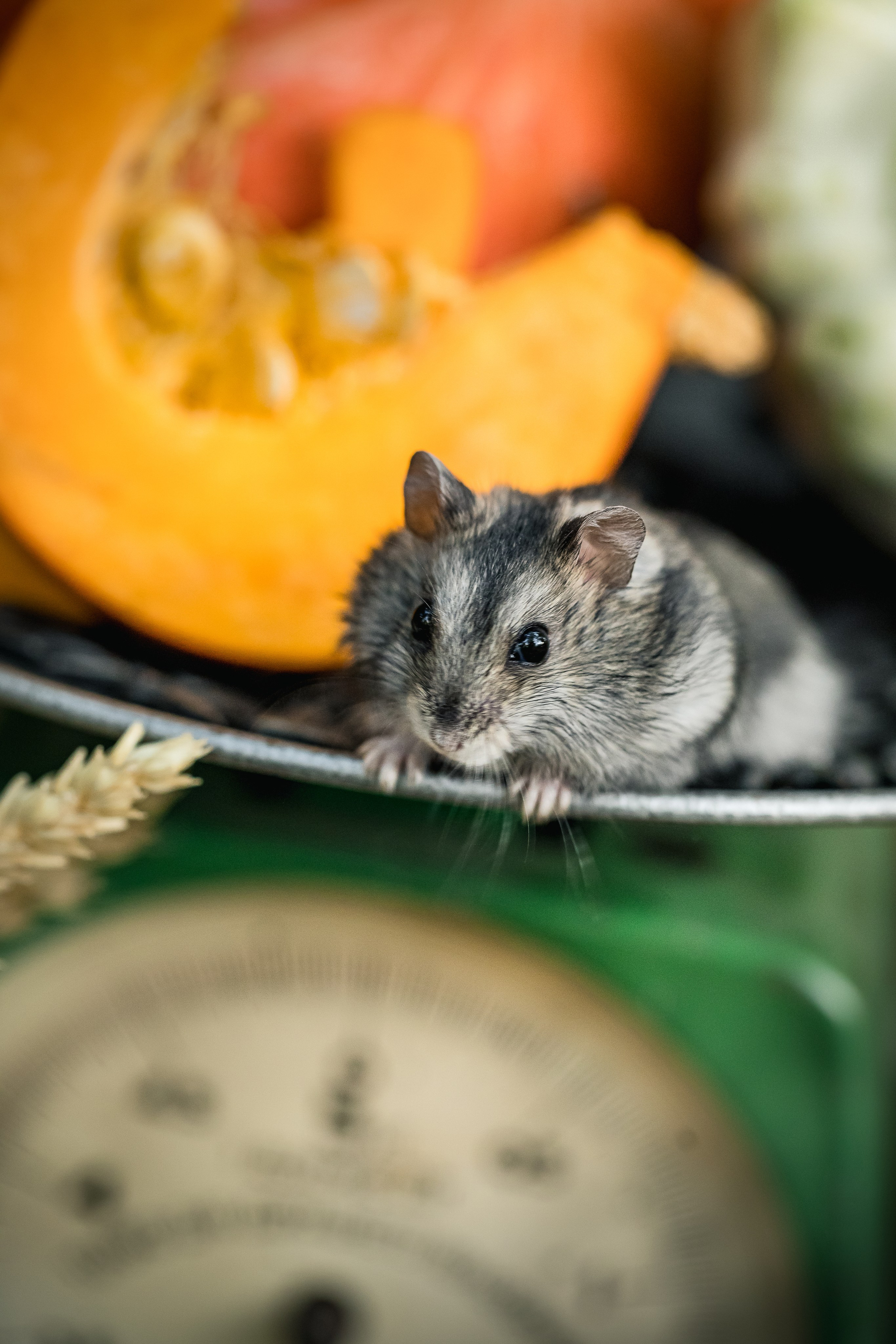 Pumpkins stillife & Halloween. Foodie Stories (гастрономические истории) рекламная фуд-фотосъёмка, Москва