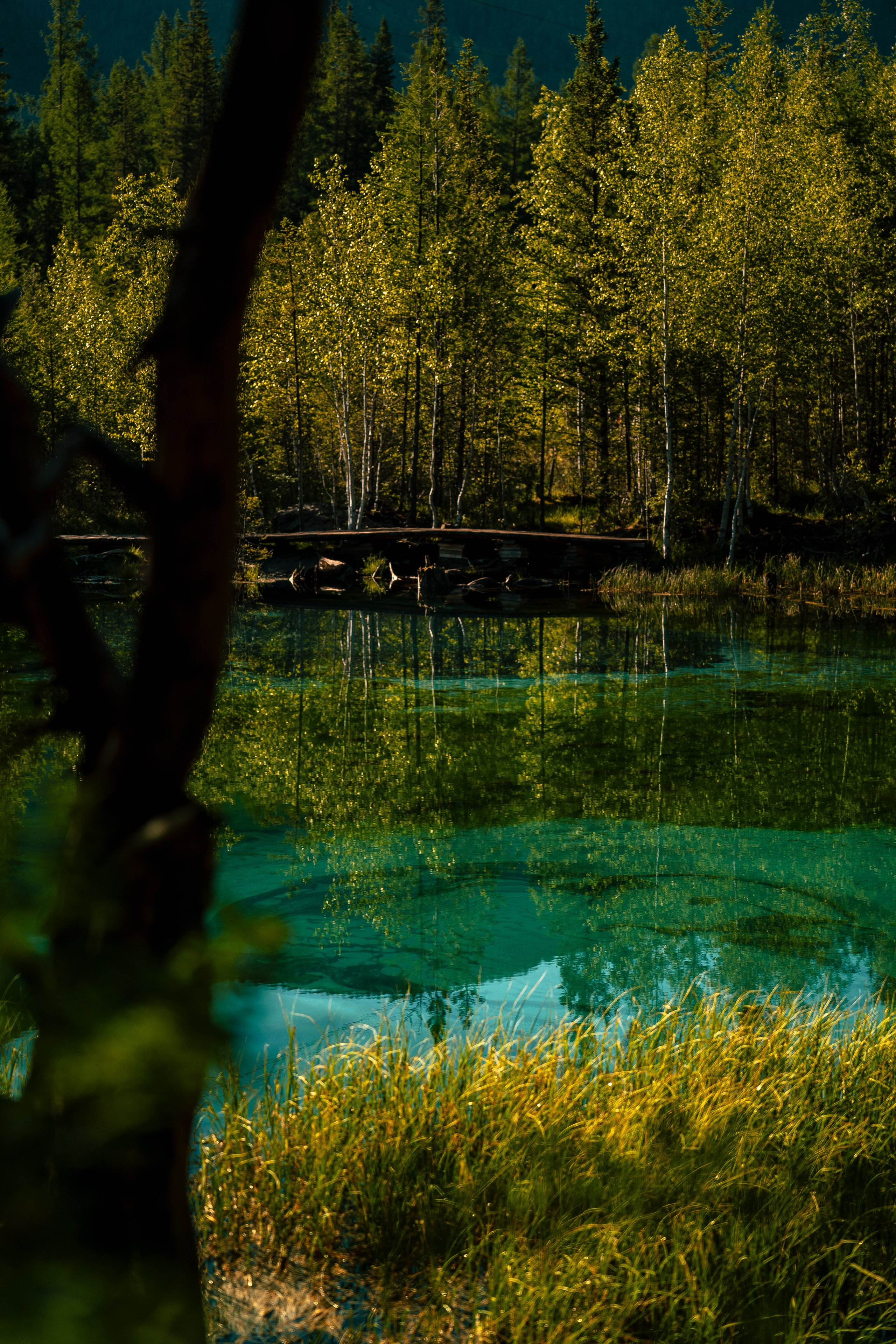 Алтай. Оператор и Фотограф в Санкт-Петербурге и Москве