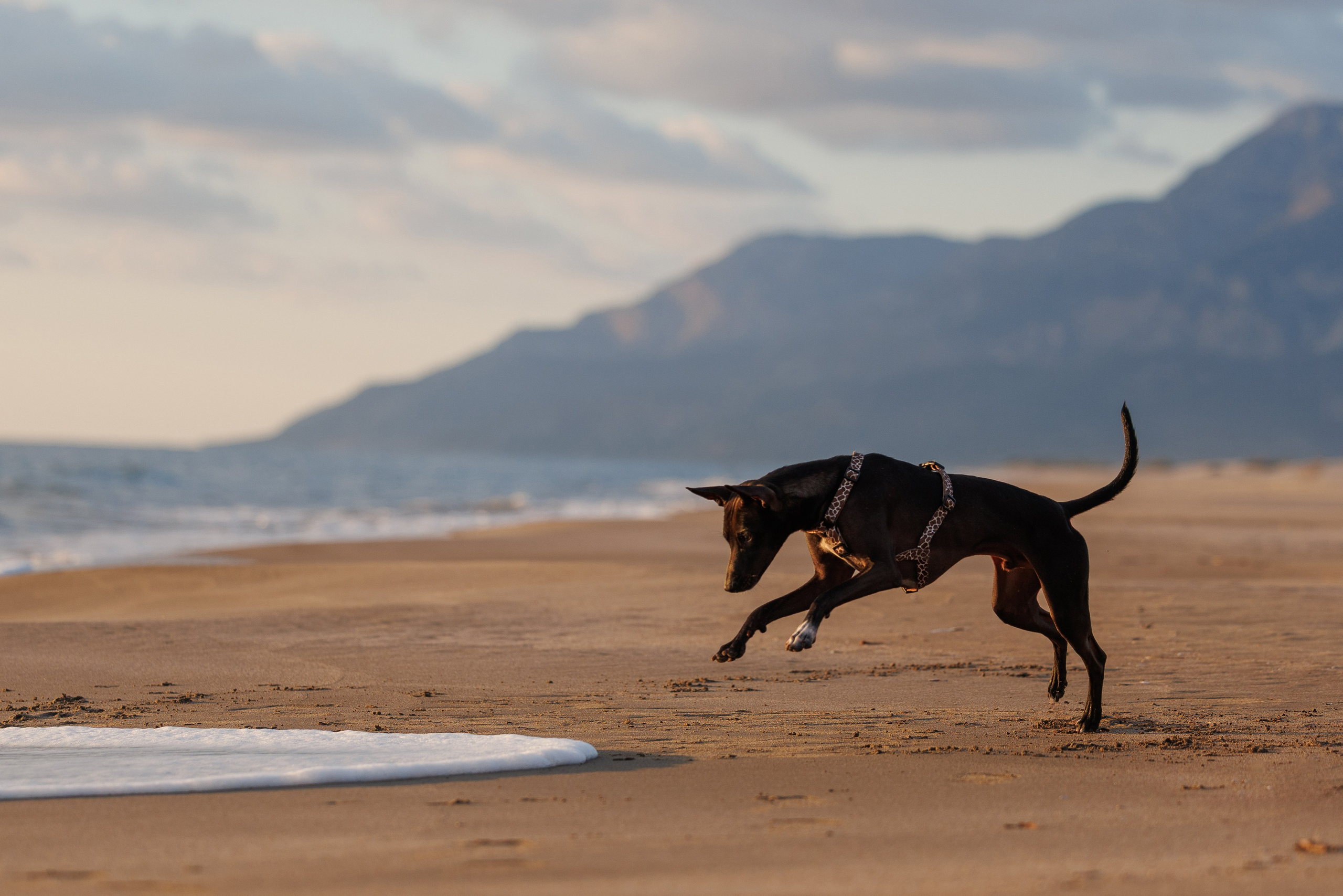 Финик. Фотограф анималист в Казани Алина Сулейманова. Фотограф животных