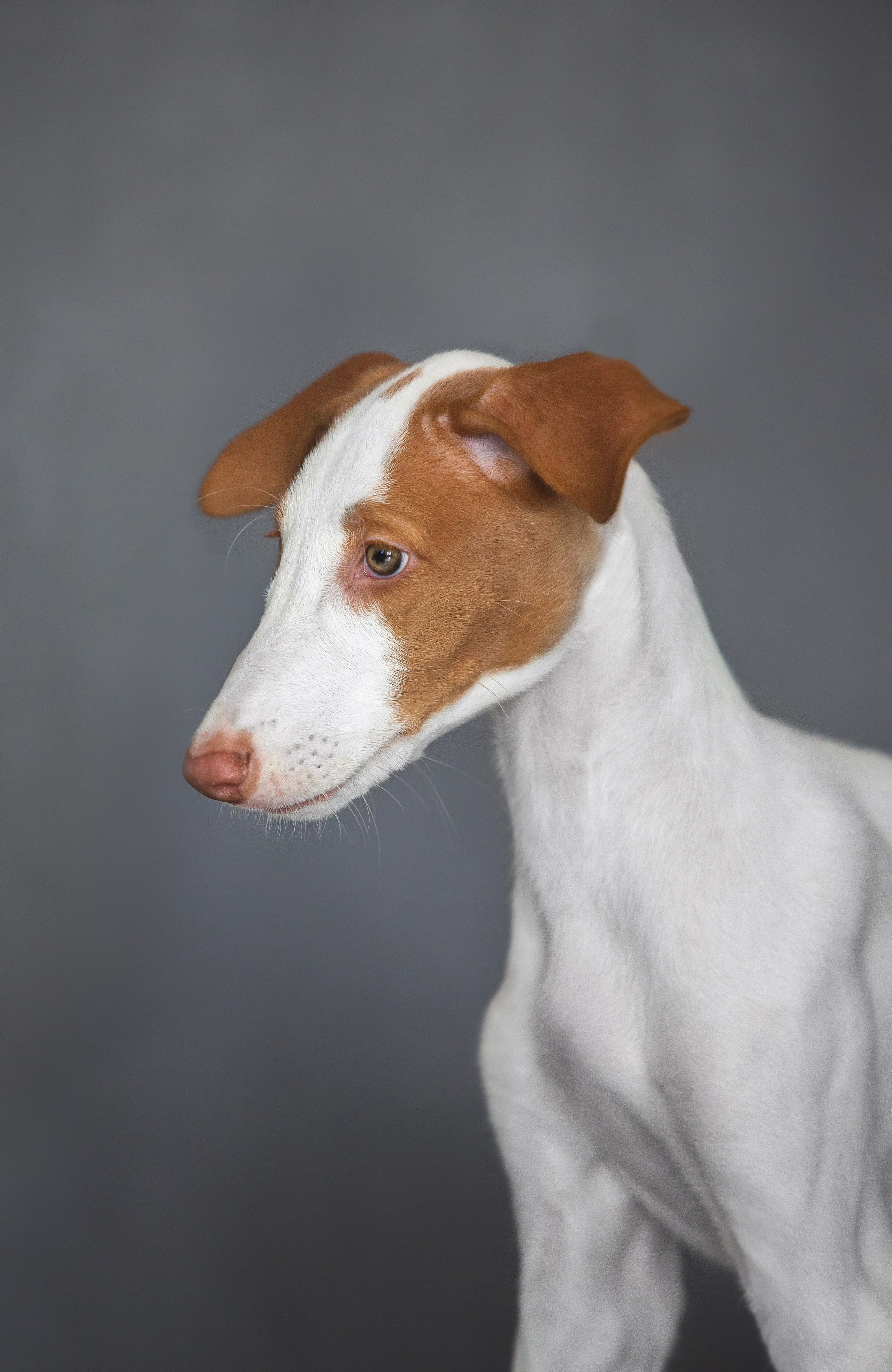 Поденко Ибиценко. Https://moshkovaphoto.ru/