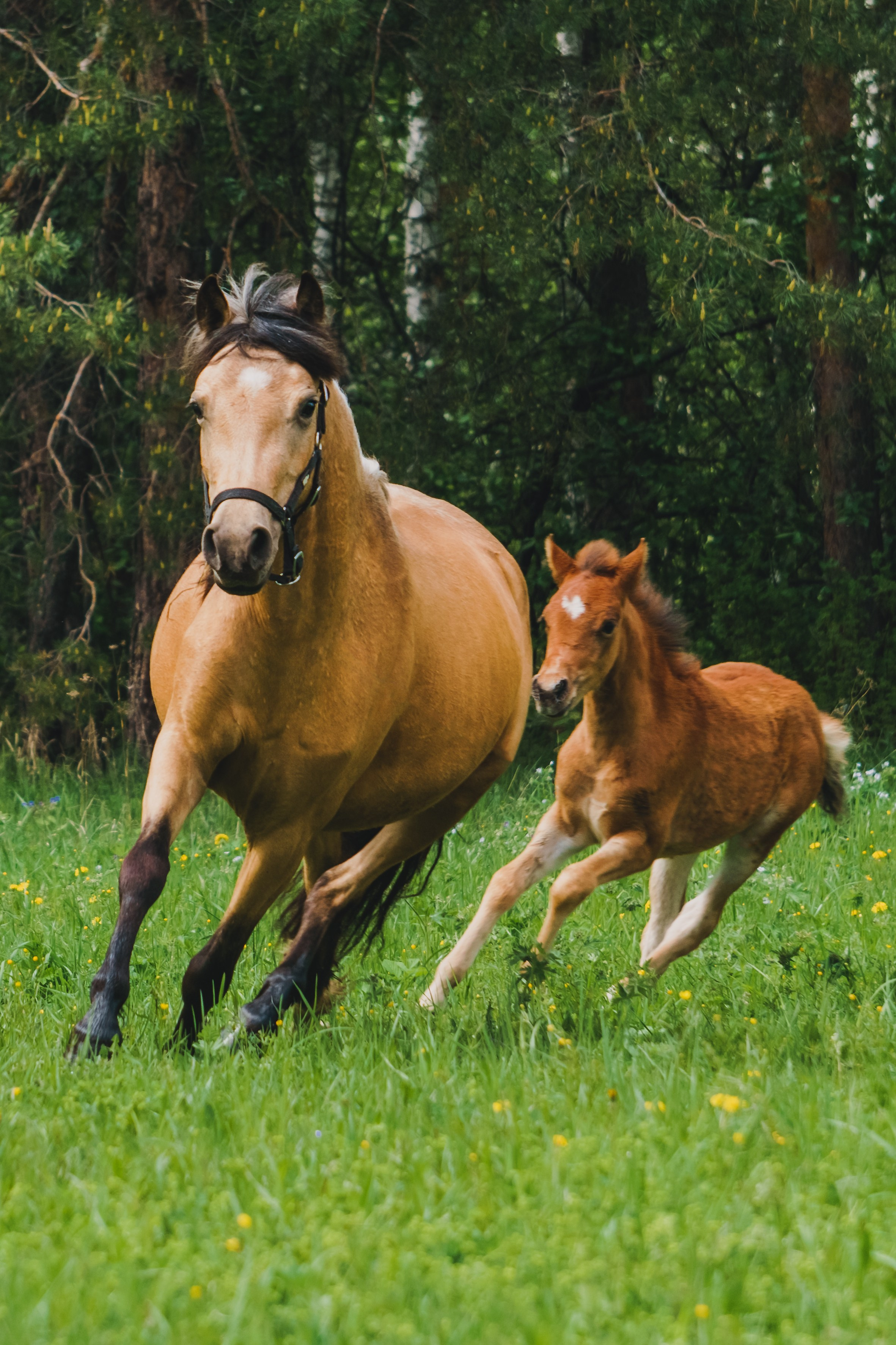 Life with horse. Saamill