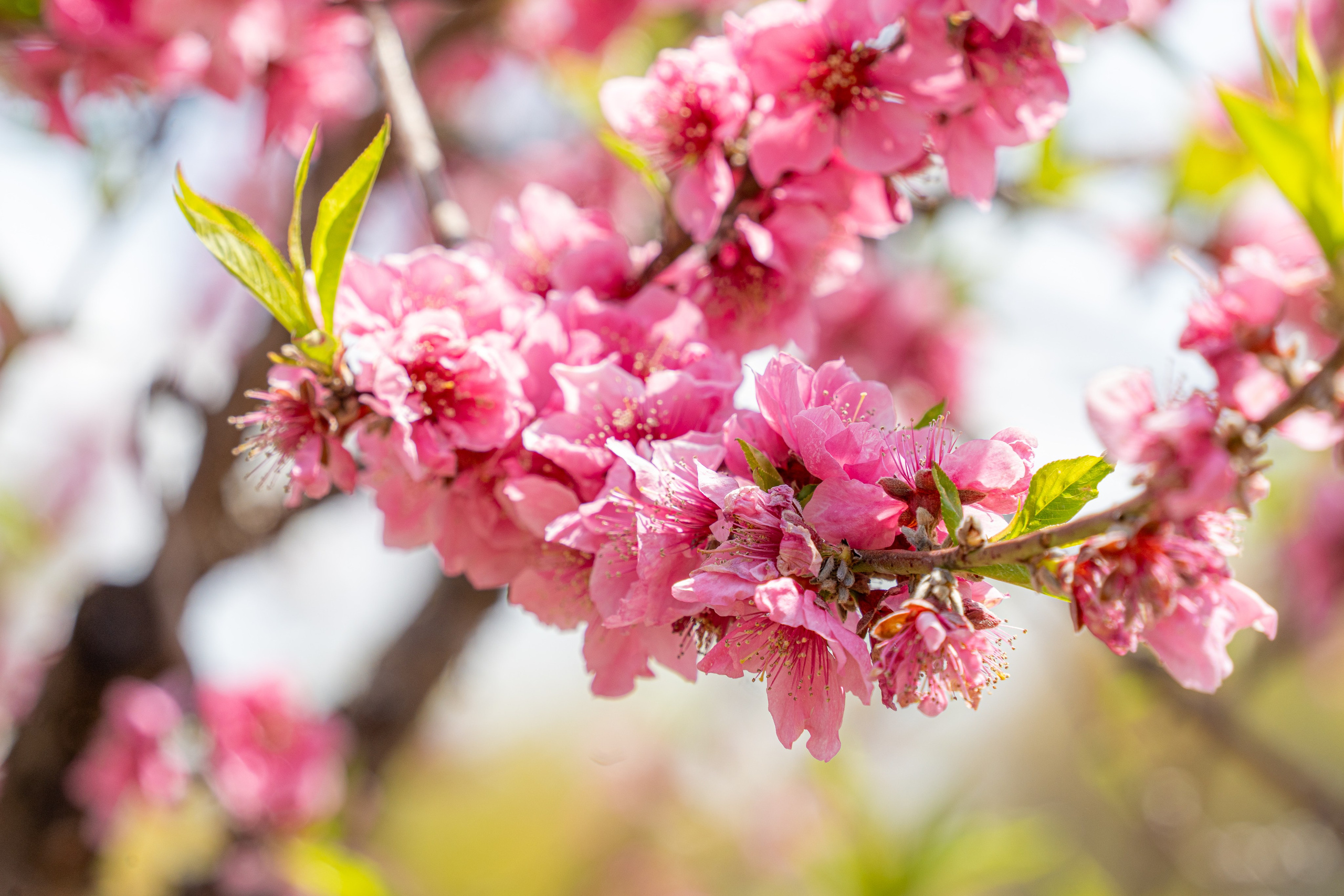 Япония, сакура. Творческие сьемки
