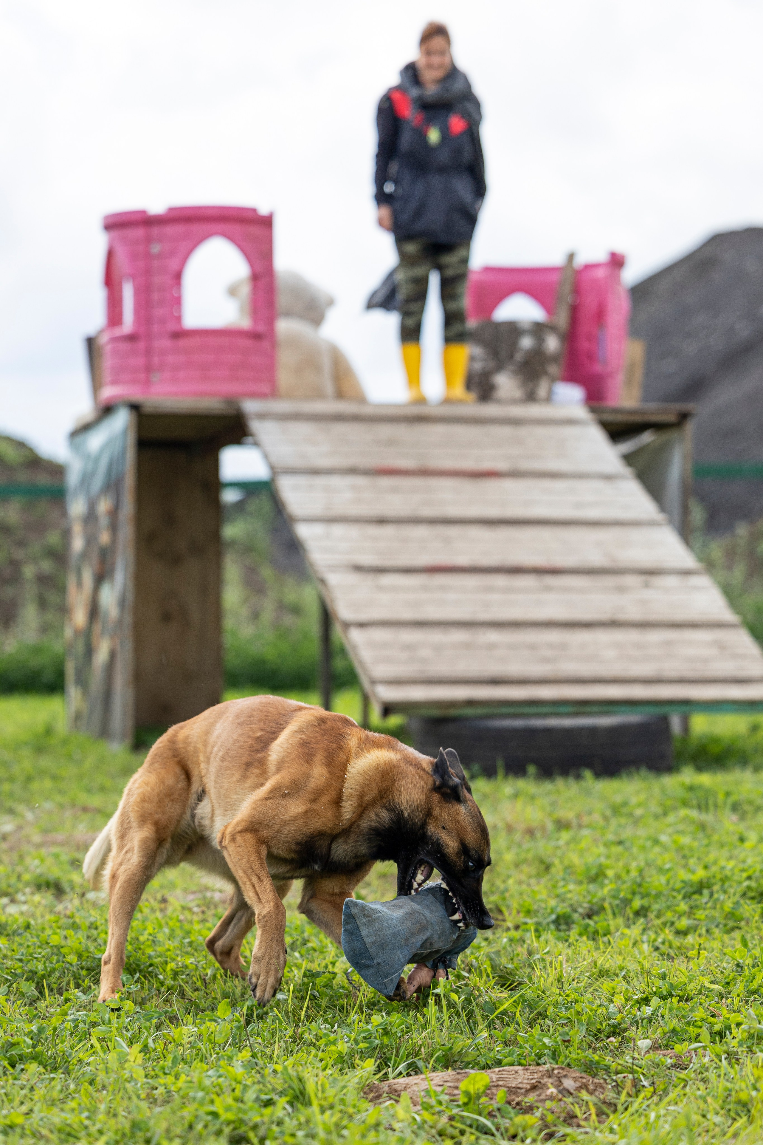 Соревнования по Мондьорингу г. Вологда 10-11.08.2024. Фотограф-анималист Анна Маринич